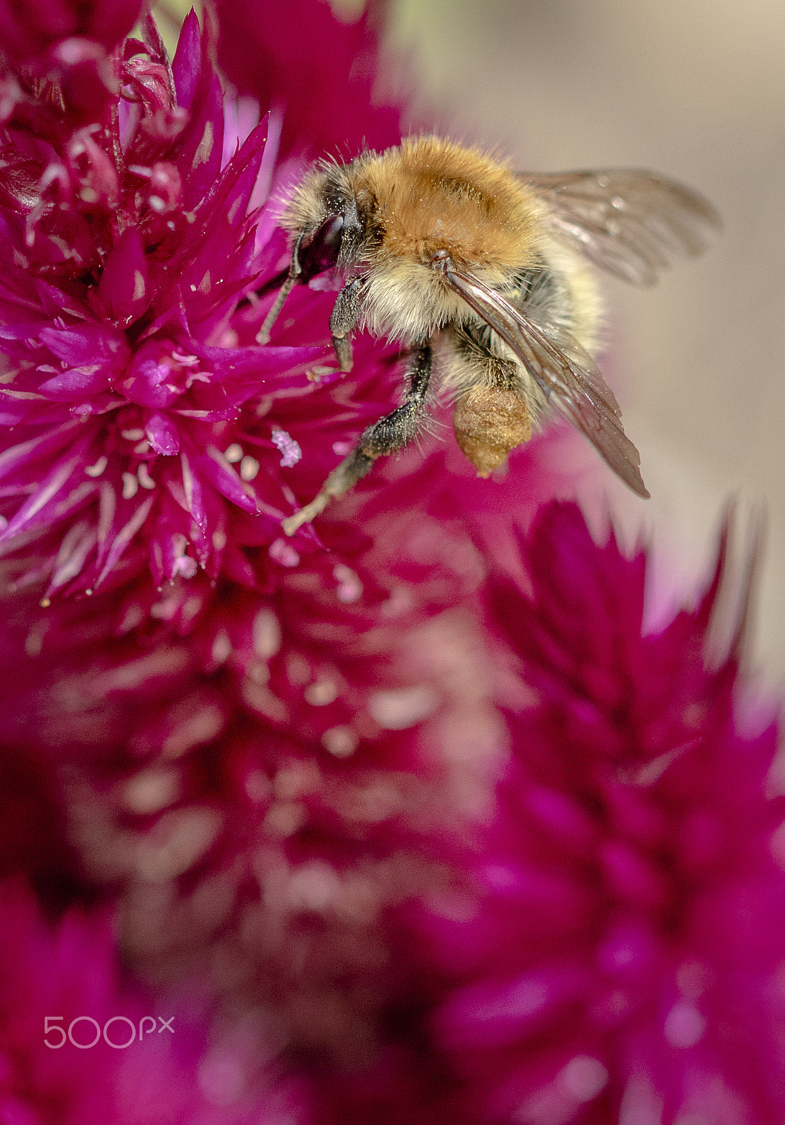 Canon EF 100mm F2.8 Macro USM sample photo. Busy bee photography