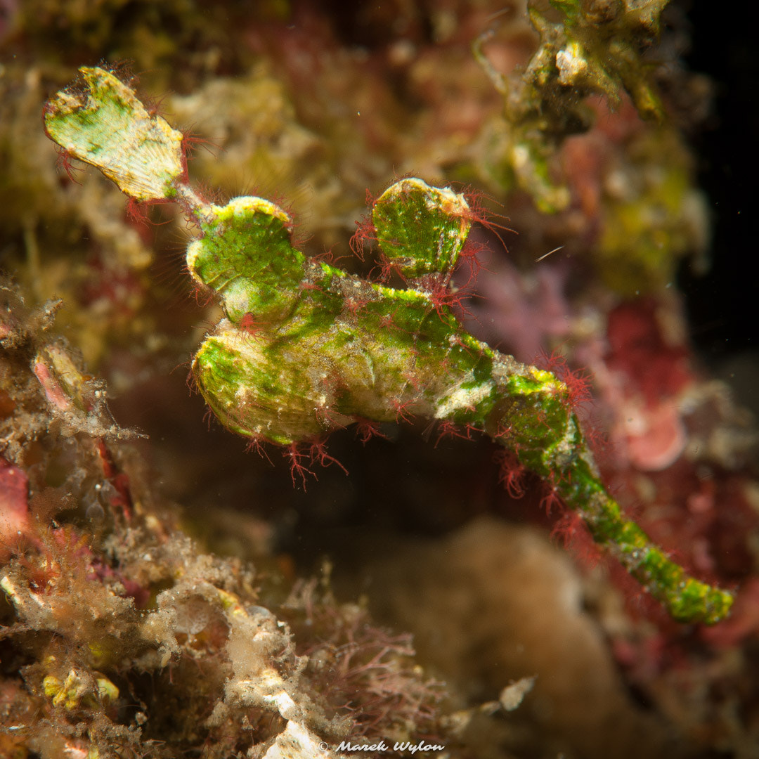 Nikon AF-S Micro-Nikkor 105mm F2.8G IF-ED VR sample photo. Halimeda ghost pipefish | lembeh strait | 2011.10.10 photography