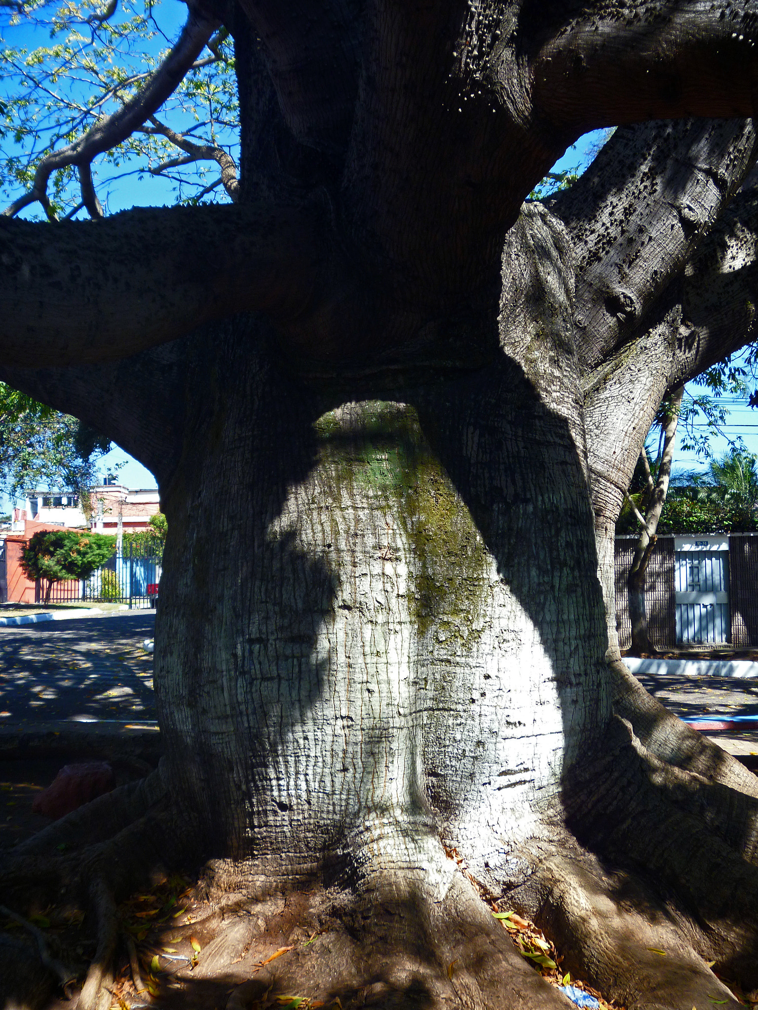 Panasonic DMC-FP3 sample photo. Ceiba pentandra 2 photography