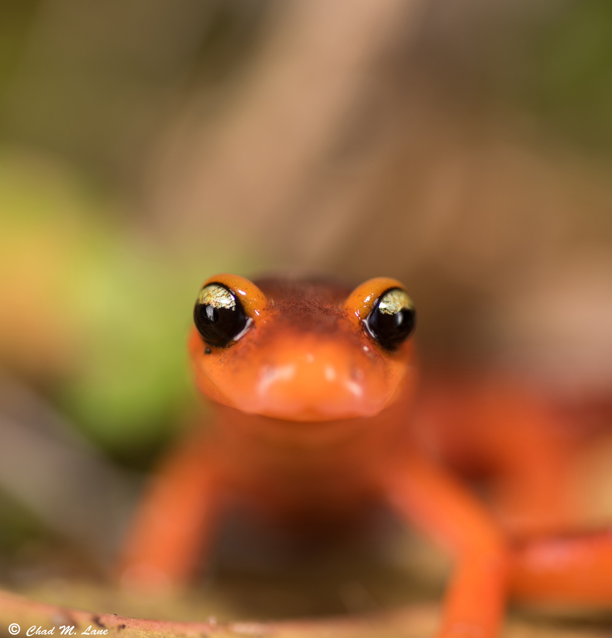 Nikon D810 sample photo. Yellow-eyed ensatina -  ensatina eschscholtzii xanthoptica photography