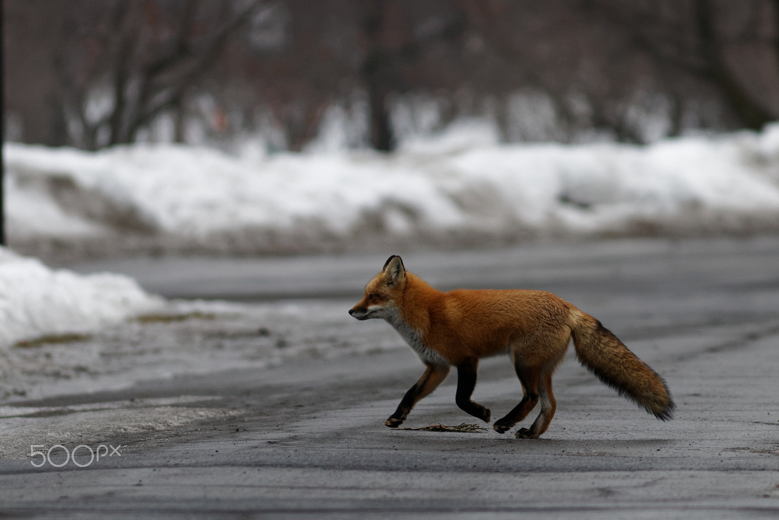 Canon EOS 80D sample photo. Why did the fox cross the road photography