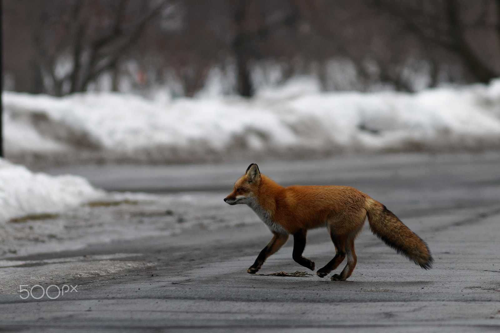 Canon EOS 80D + Canon EF 300mm F4L IS USM sample photo. Why did the fox cross the road photography