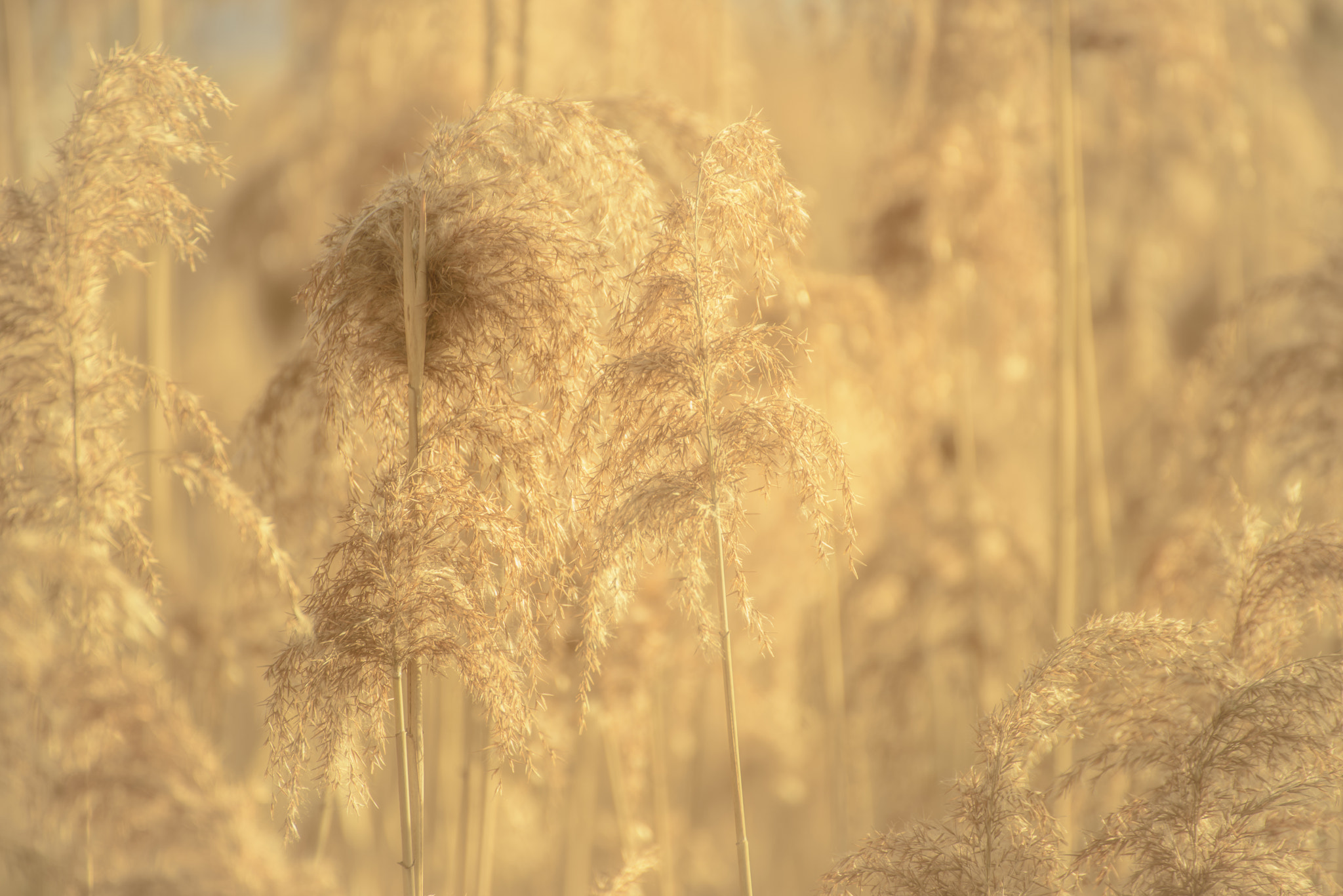 Nikon D810 sample photo. Gold photography