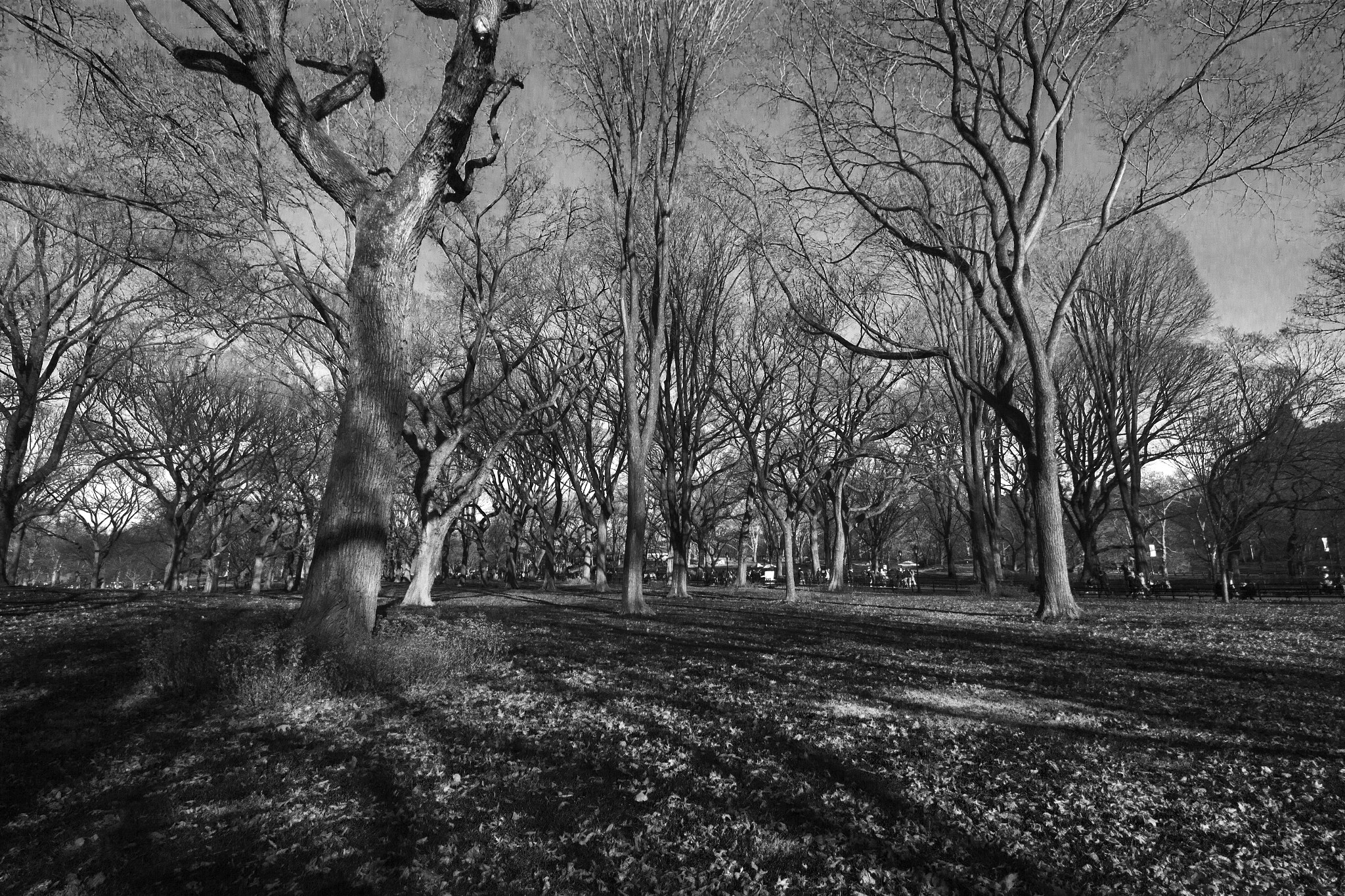 Sigma 8-16mm F4.5-5.6 DC HSM sample photo. Nature vs urban photography