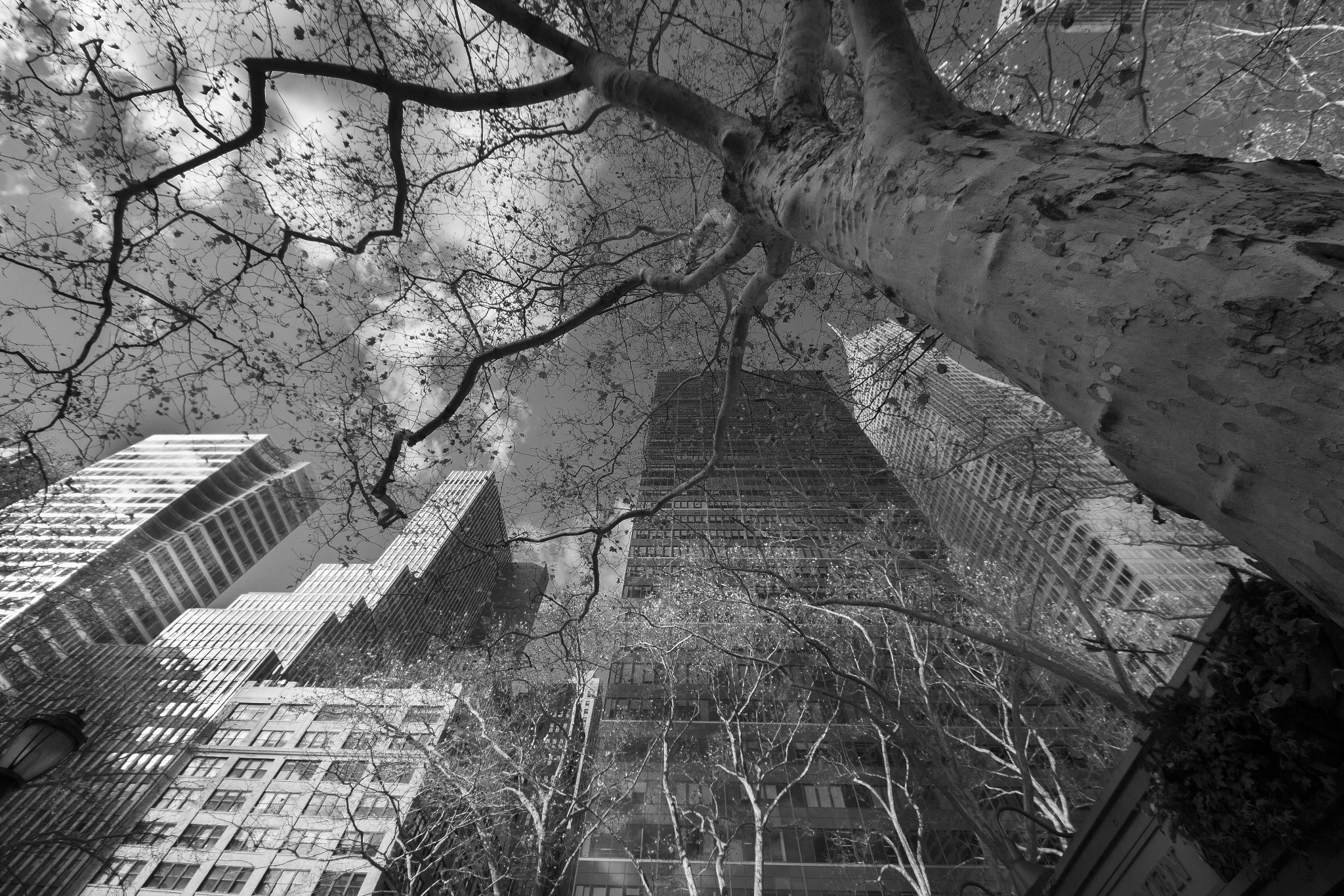 Sigma 8-16mm F4.5-5.6 DC HSM sample photo. Nature vs urban photography