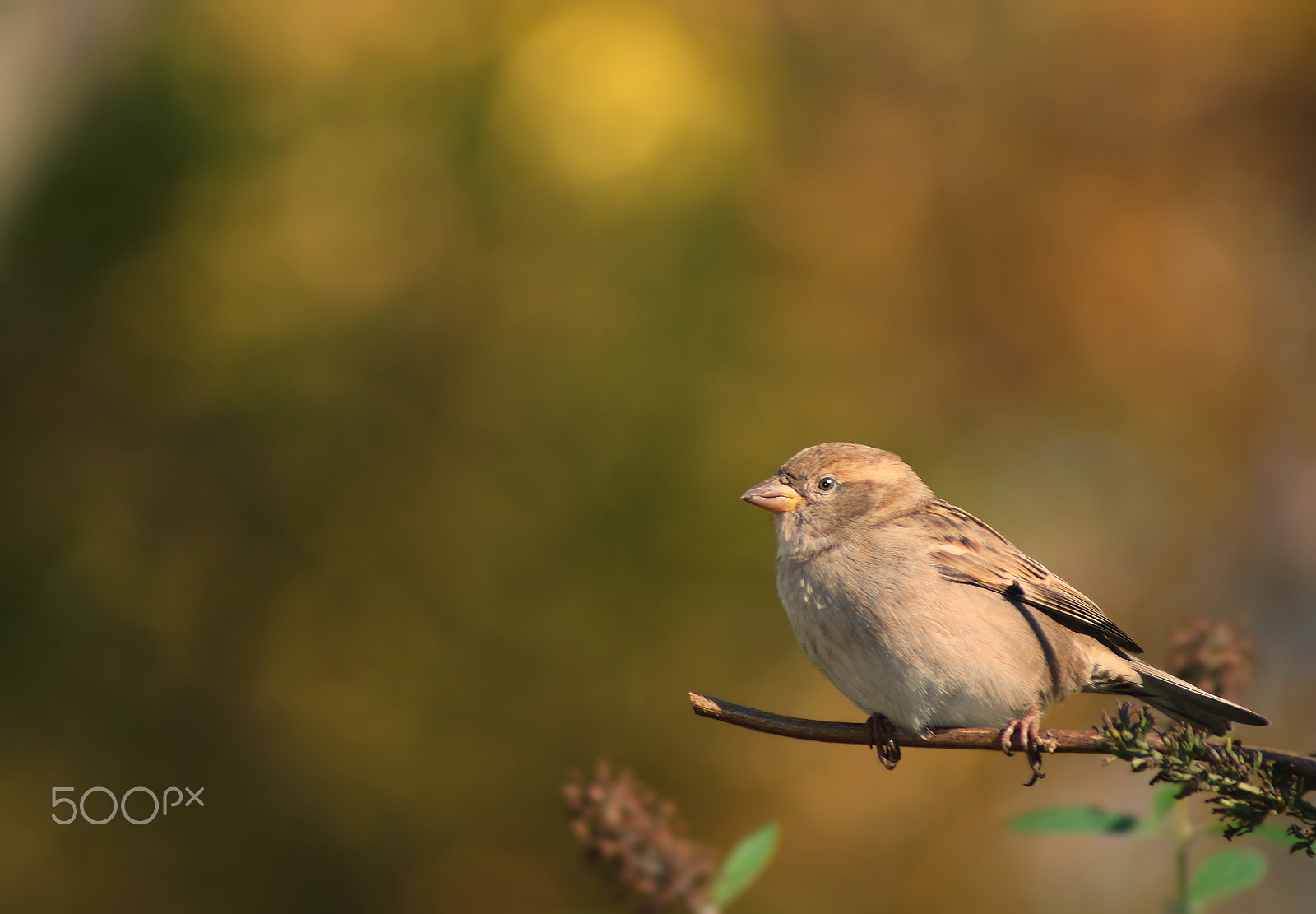 Sony 75-300mm F4.5-5.6 sample photo. House sparrow (female) photography