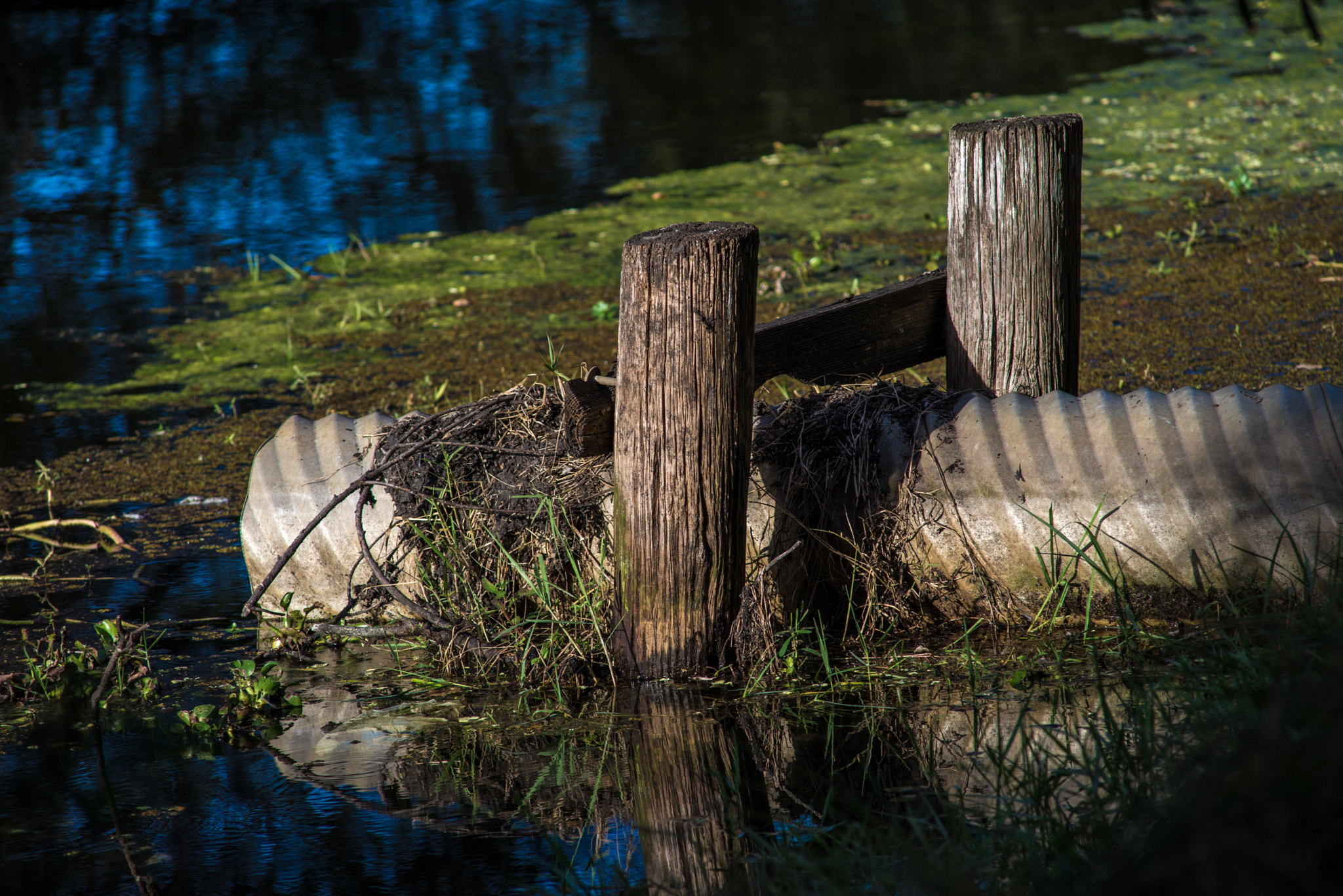 Nikon D610 + AF Nikkor 300mm f/4 IF-ED sample photo. Rain pipe photography