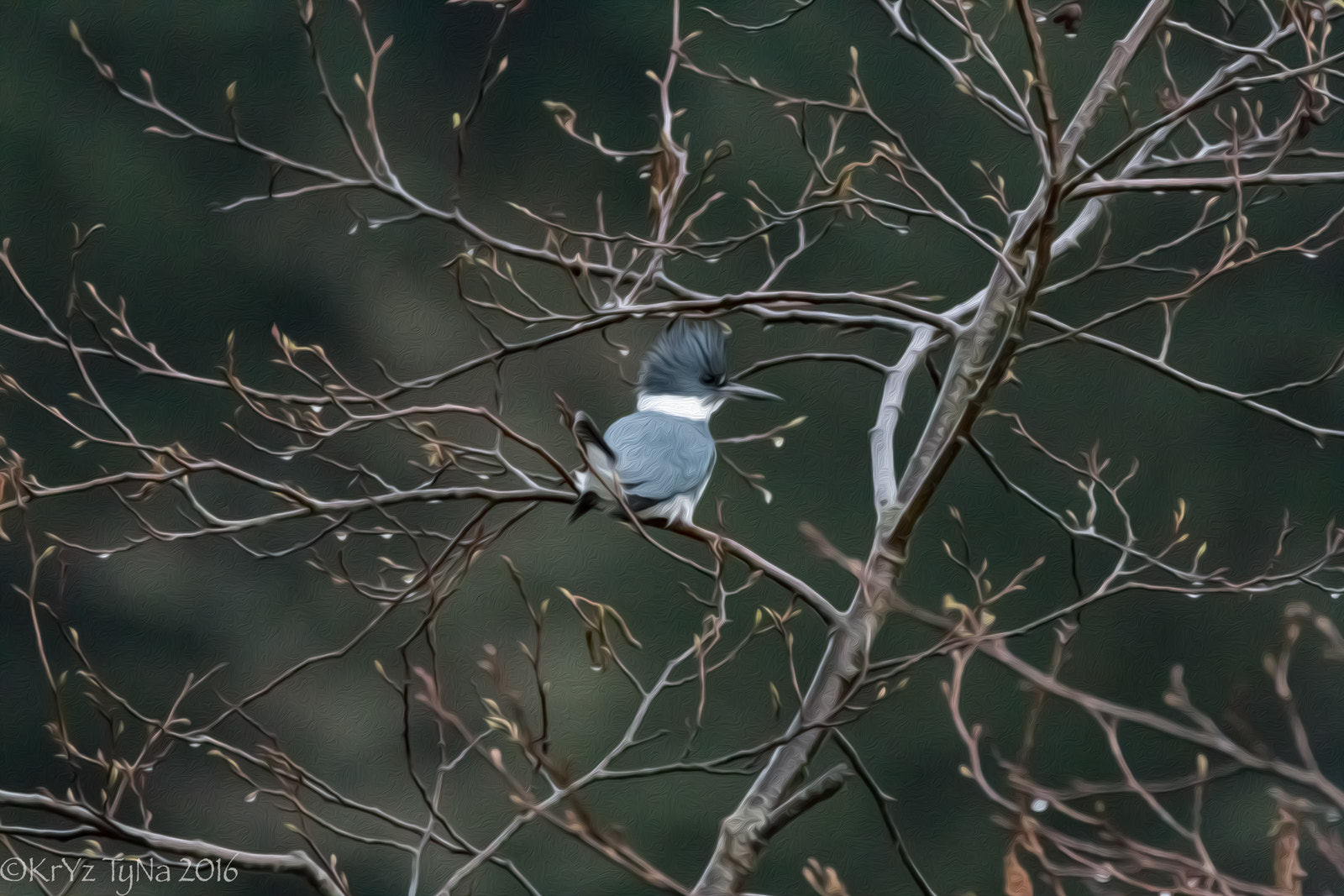 150-600mm F5-6.3 DG OS HSM | Contemporary 015 sample photo. Kingfisher photography