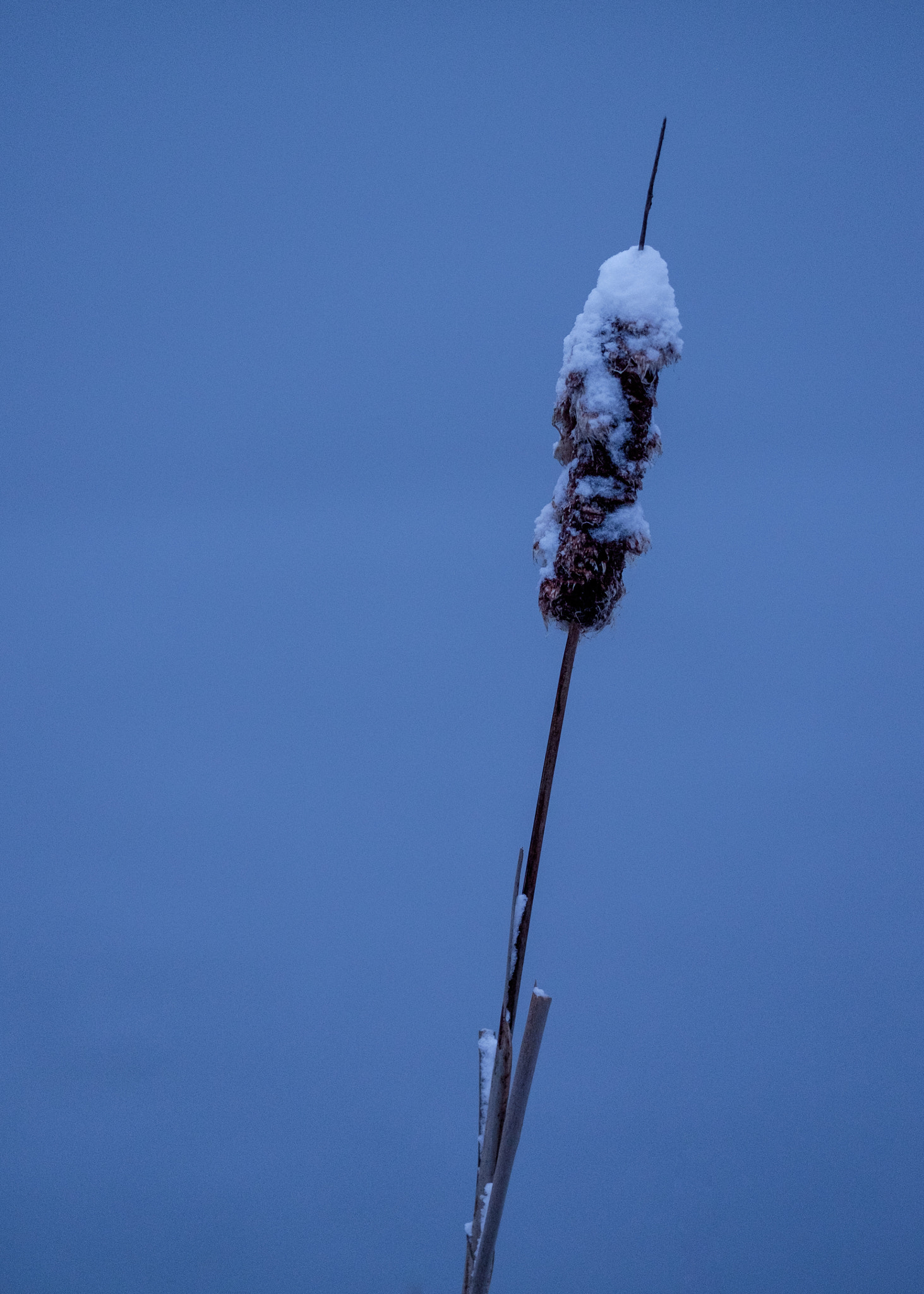 Fujifilm X-E2 sample photo. Cattail in snow photography