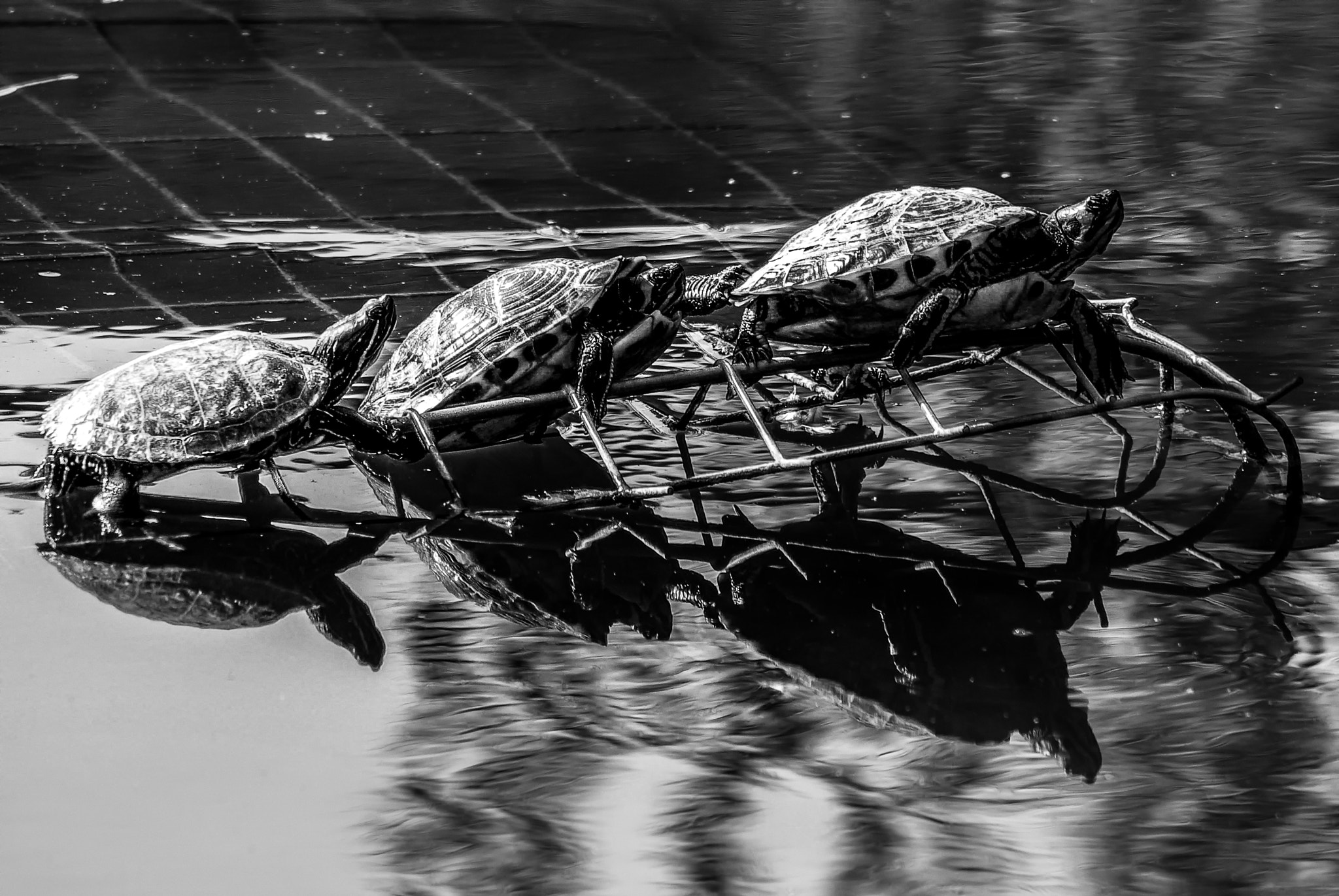 Tamron AF 70-300mm F4-5.6 LD Macro 1:2 sample photo. Tortues au solarium... photography