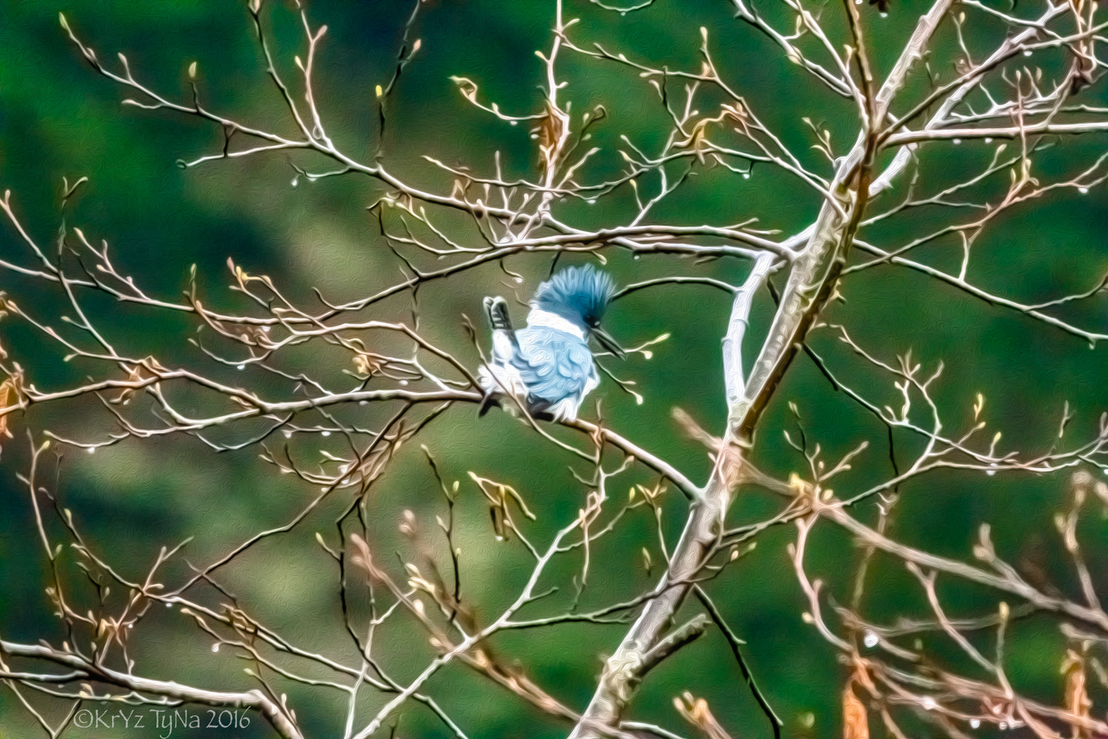 150-600mm F5-6.3 DG OS HSM | Contemporary 015 sample photo. Kingfisher in neah bay, washington photography