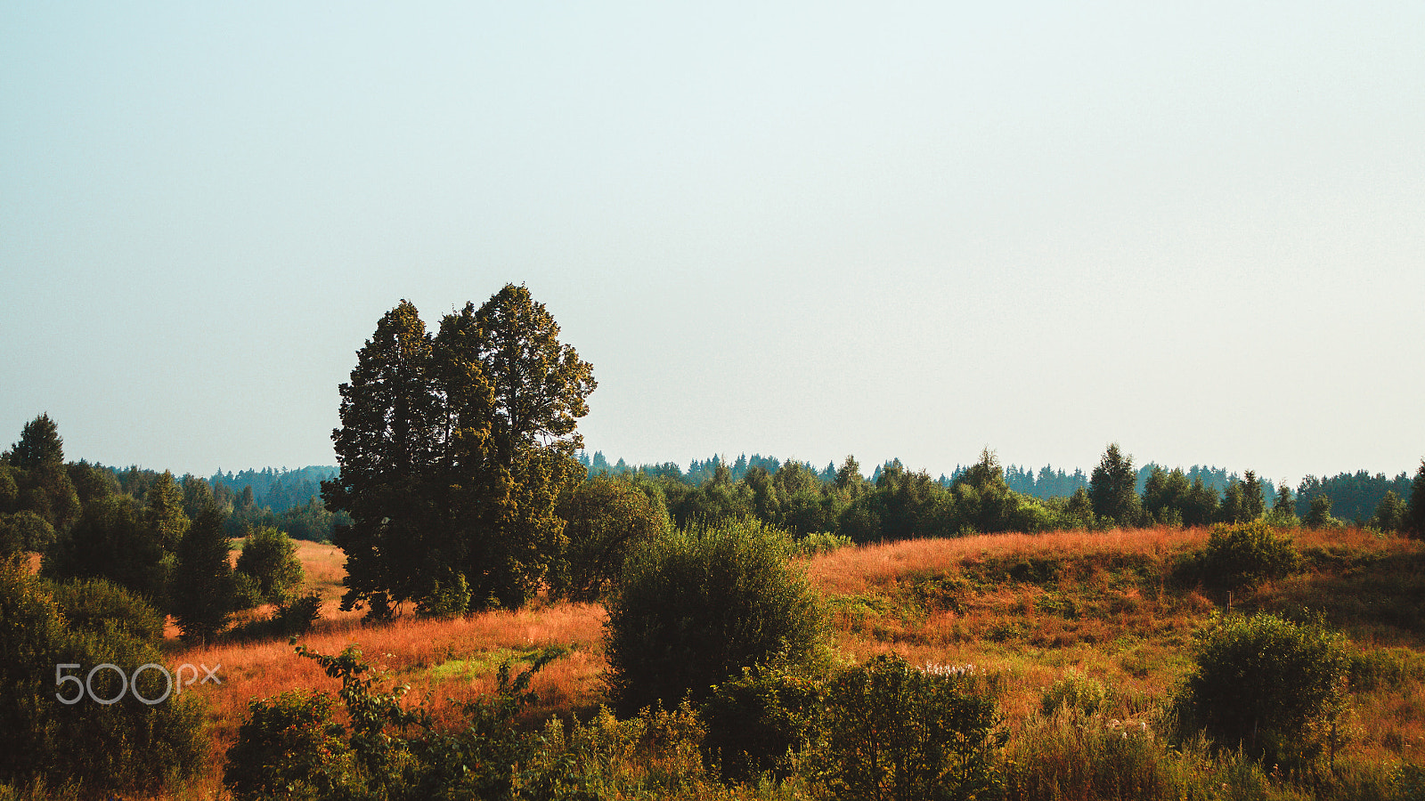 Canon EOS 650D (EOS Rebel T4i / EOS Kiss X6i) sample photo. Blue forest photography