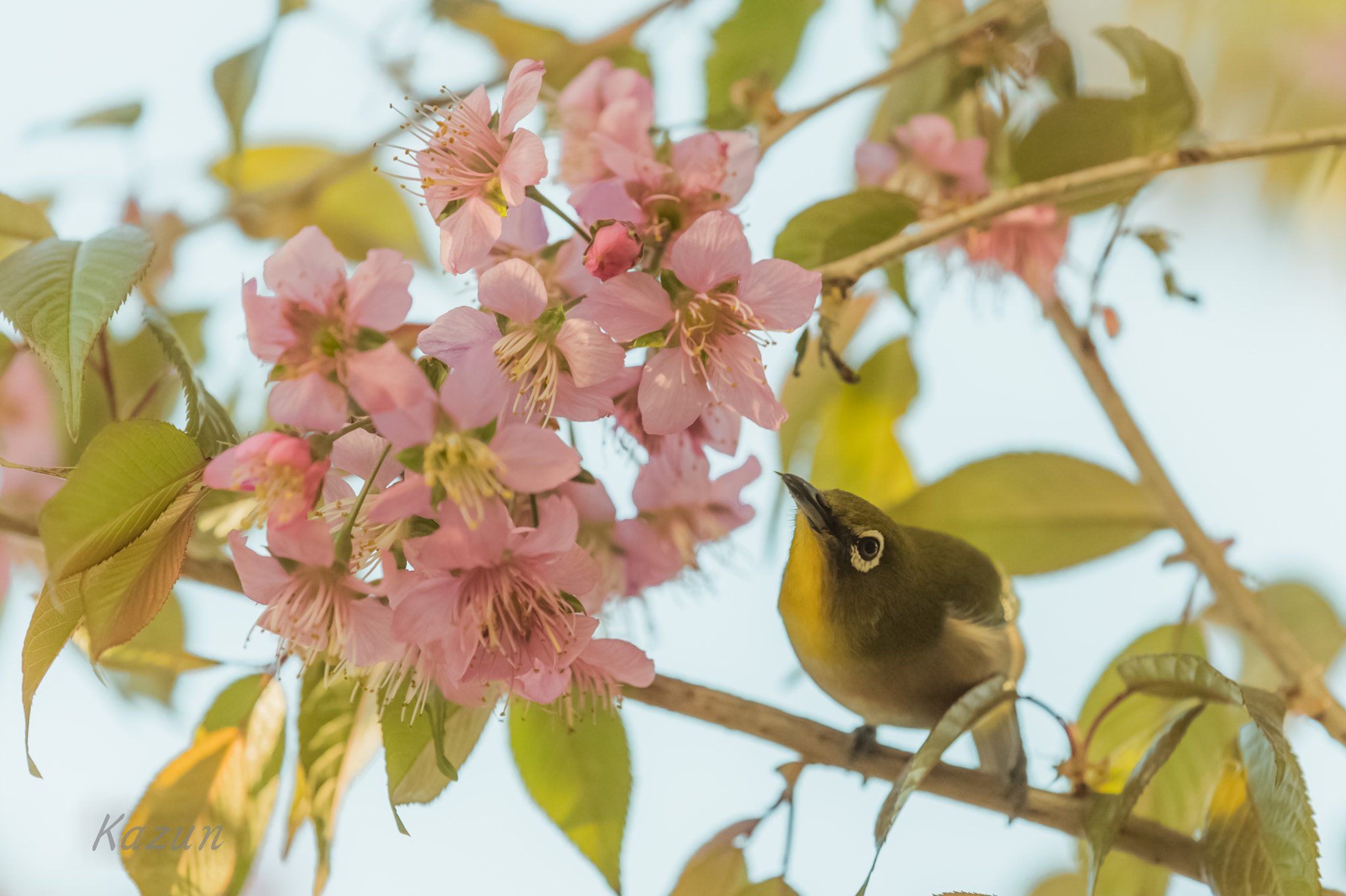 Nikon Nikkor AF-S 300mm F4E PF ED VR sample photo. White eyes! photography