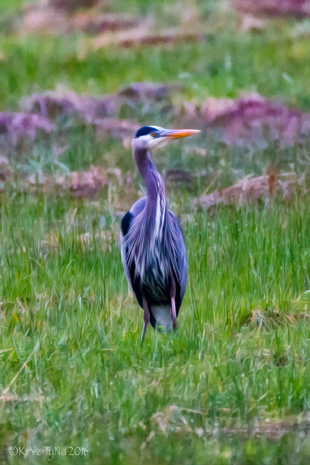 150-600mm F5-6.3 DG OS HSM | Contemporary 015 sample photo. Great blue heron photography