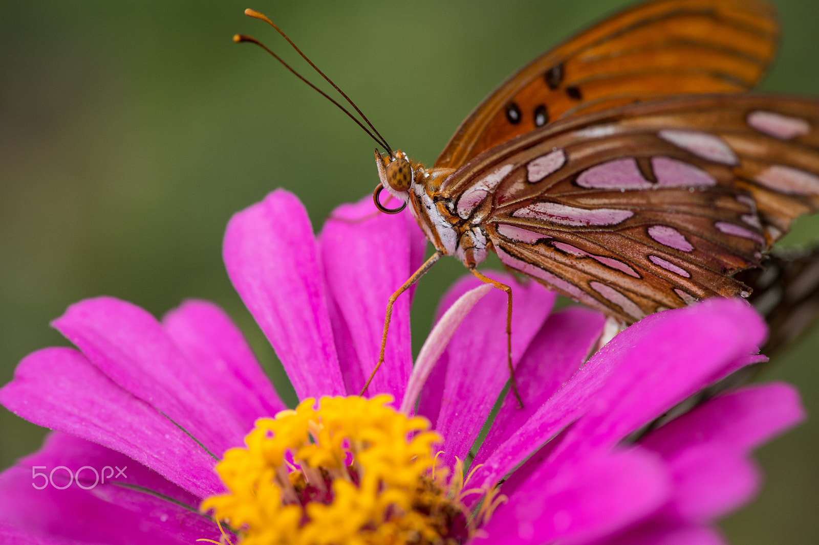 Nikon AF-S Micro-Nikkor 105mm F2.8G IF-ED VR sample photo. Garden pics photography