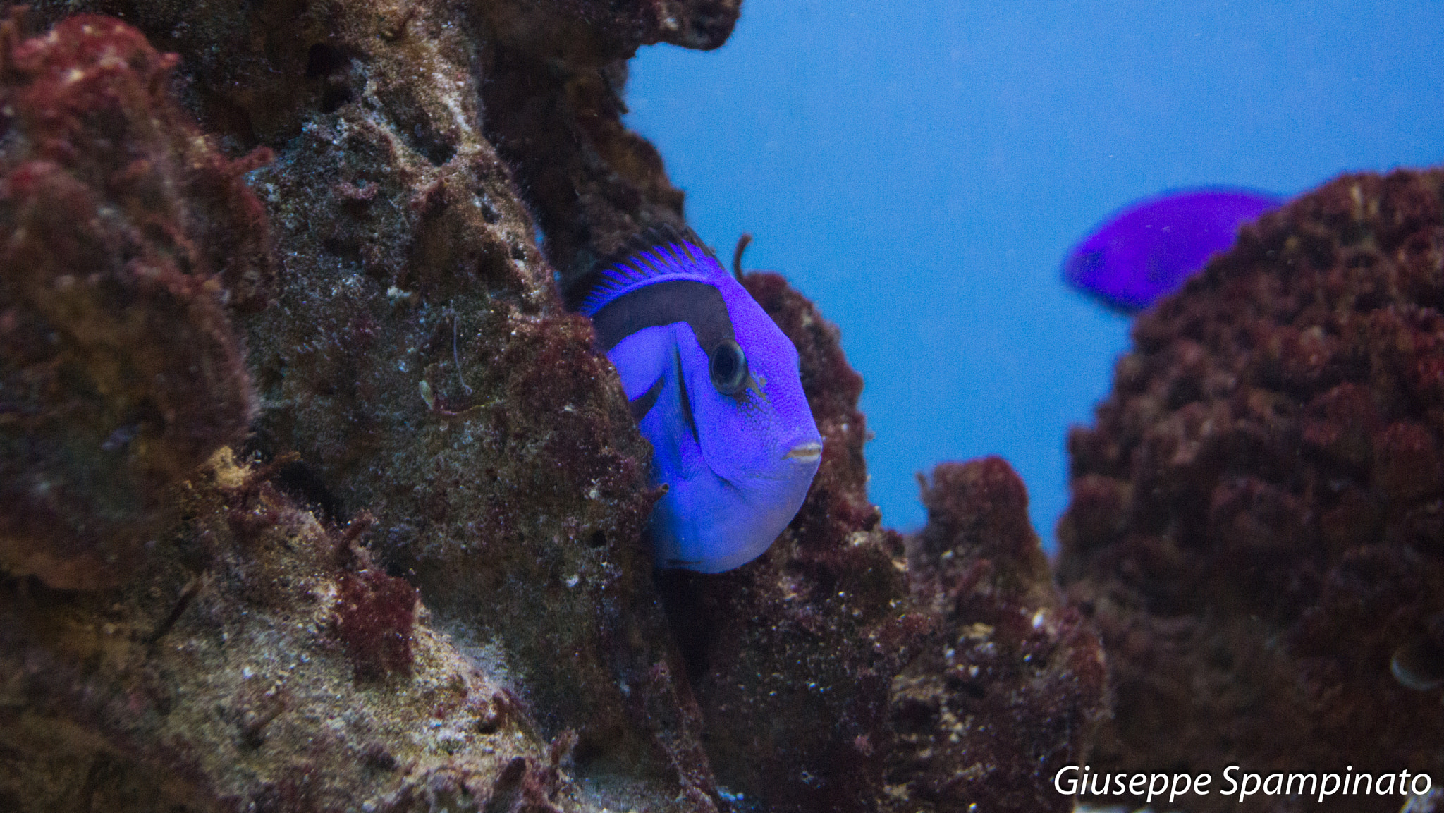 Sony SLT-A65 (SLT-A65V) sample photo. Blue tang in the wild photography