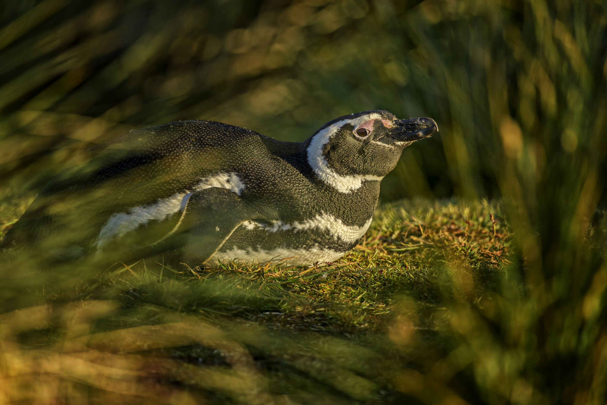 Nikon D5 + Nikon AF-S Nikkor 500mm F4G ED VR sample photo. Magellanic penguins photography