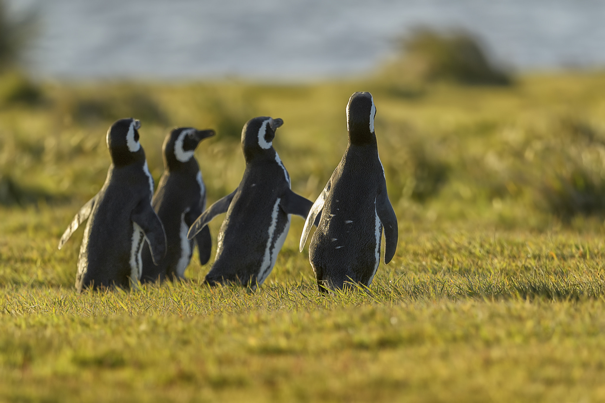 Nikon D5 sample photo. Magellanic penguins photography