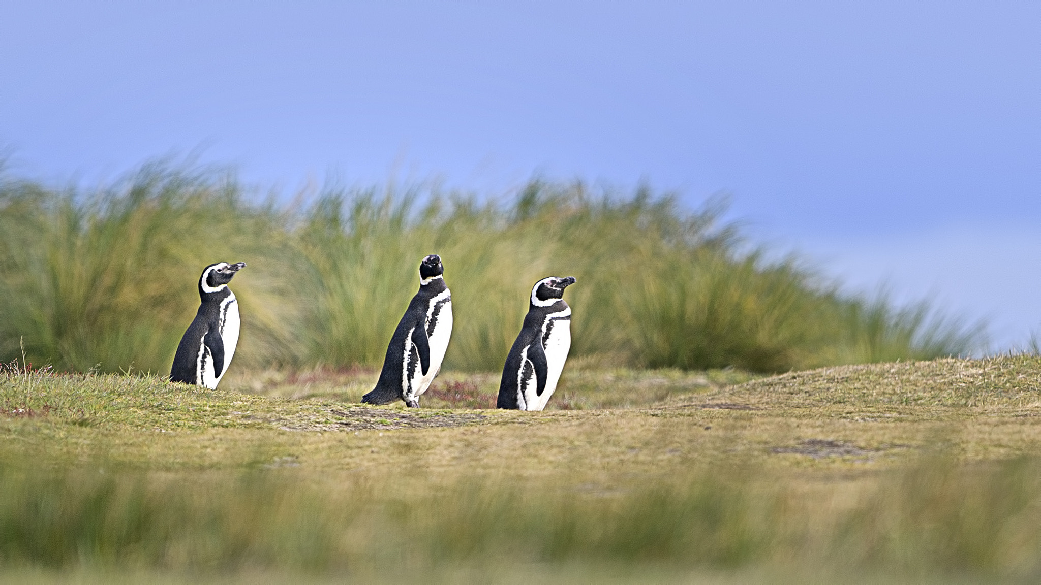 Nikon D5 sample photo. Magellanic penguins photography