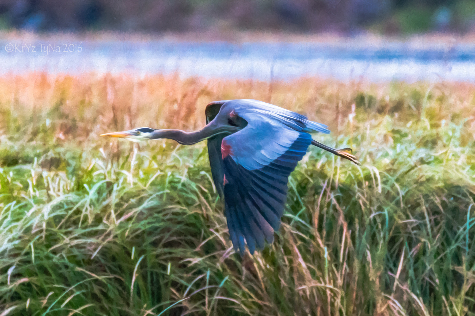 150-600mm F5-6.3 DG OS HSM | Contemporary 015 sample photo. Great blue heron in flight photography