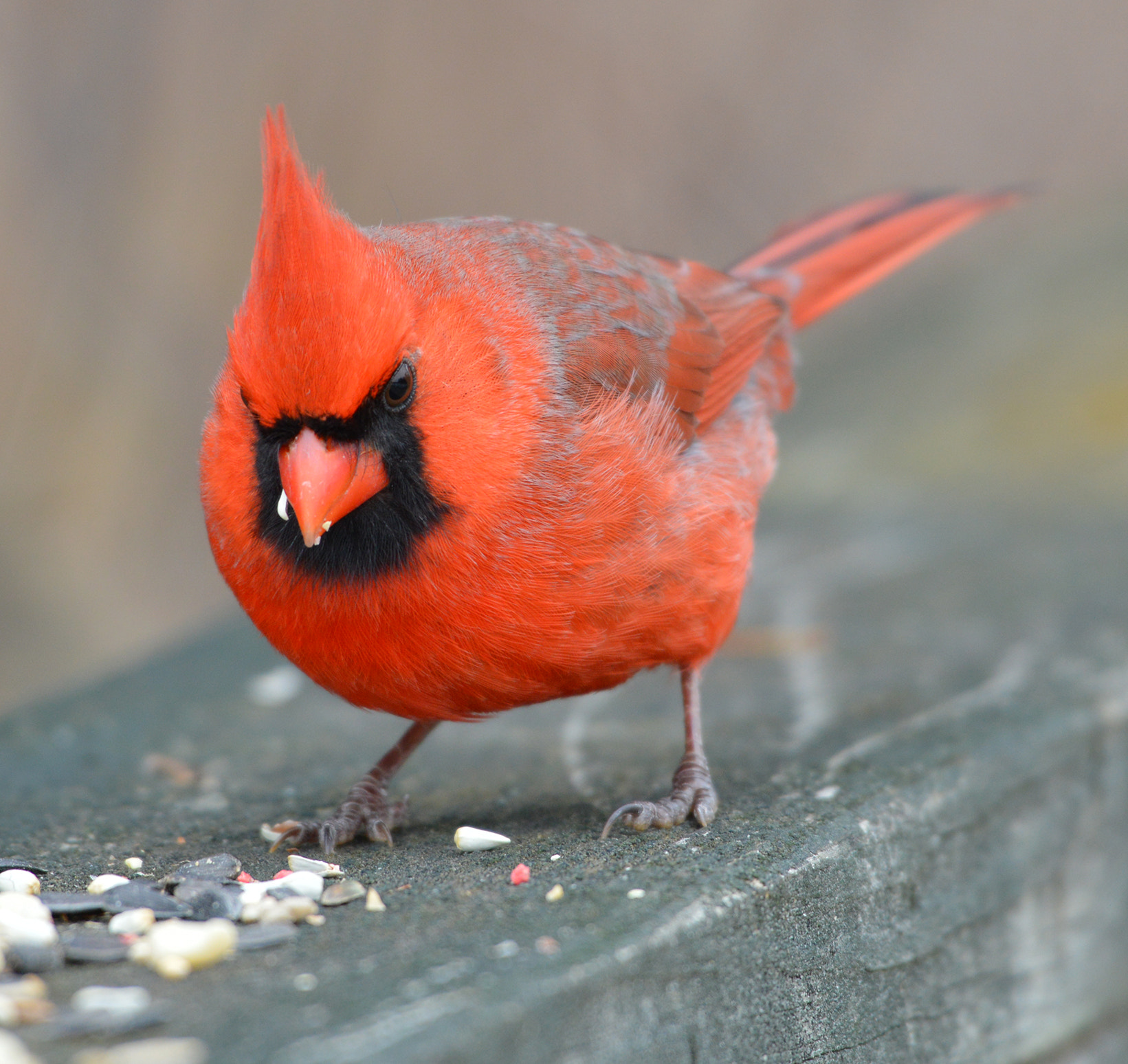 Nikon AF-S Nikkor 200-500mm F5.6E ED VR sample photo. Cardinal photography
