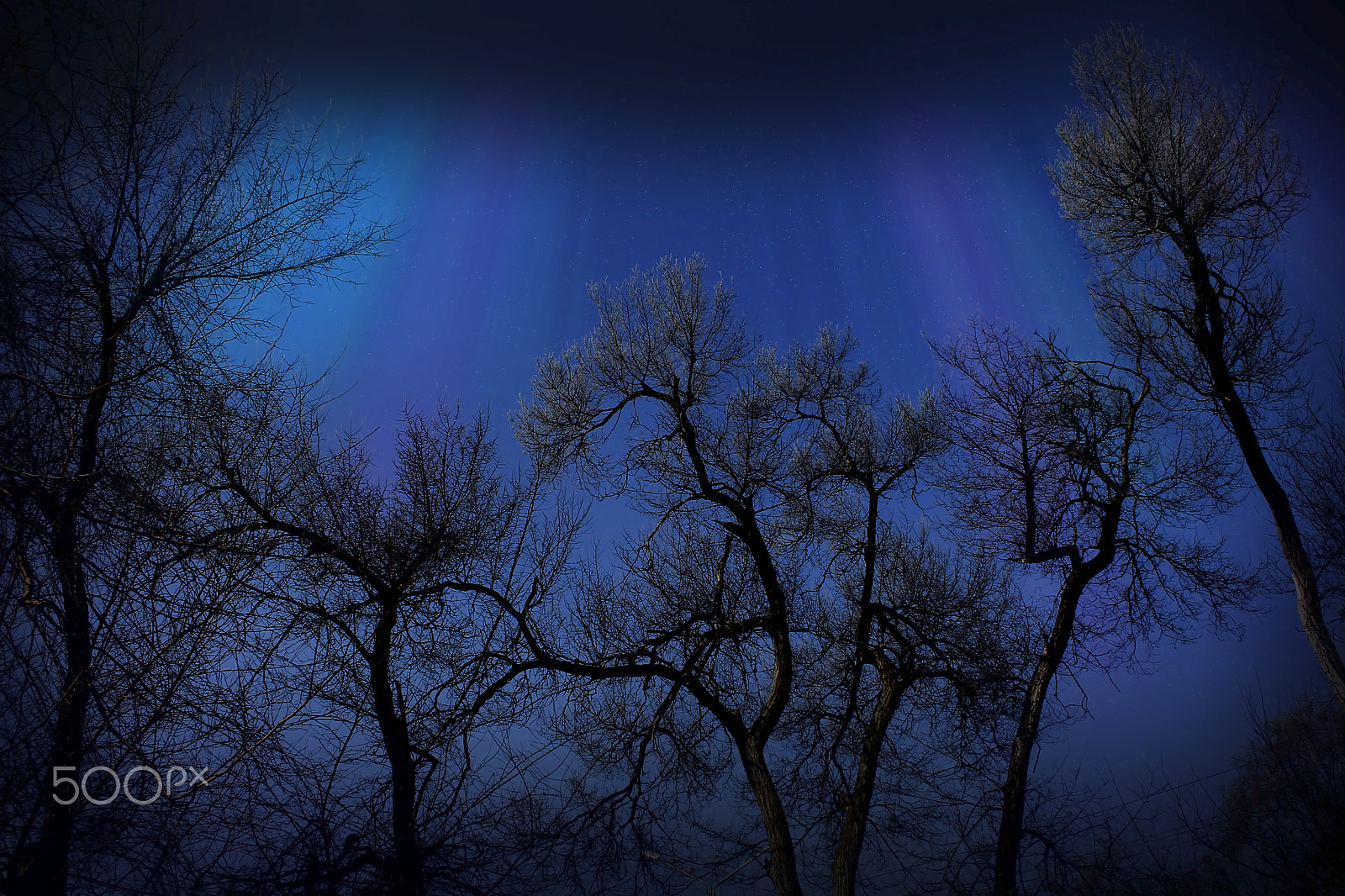 Canon EOS 60D sample photo. Silhouettes of the trees against the night sky photography