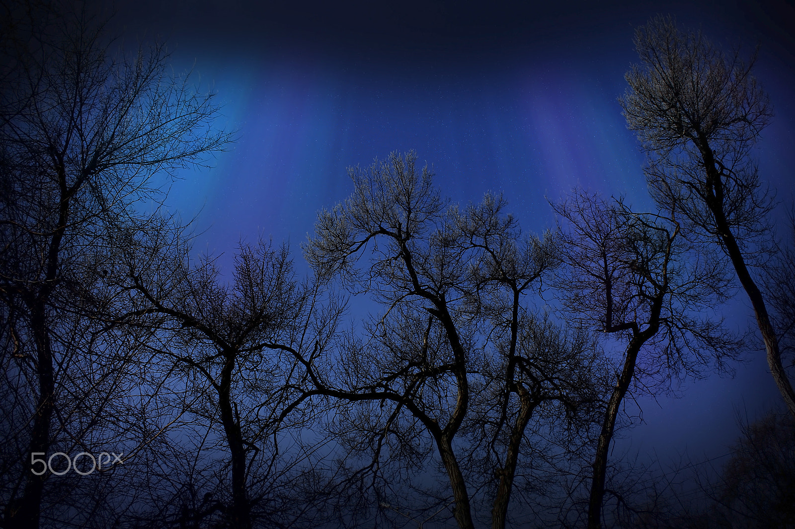 Canon EF-S 18-55mm F3.5-5.6 II sample photo. Silhouettes of the trees against the night sky photography