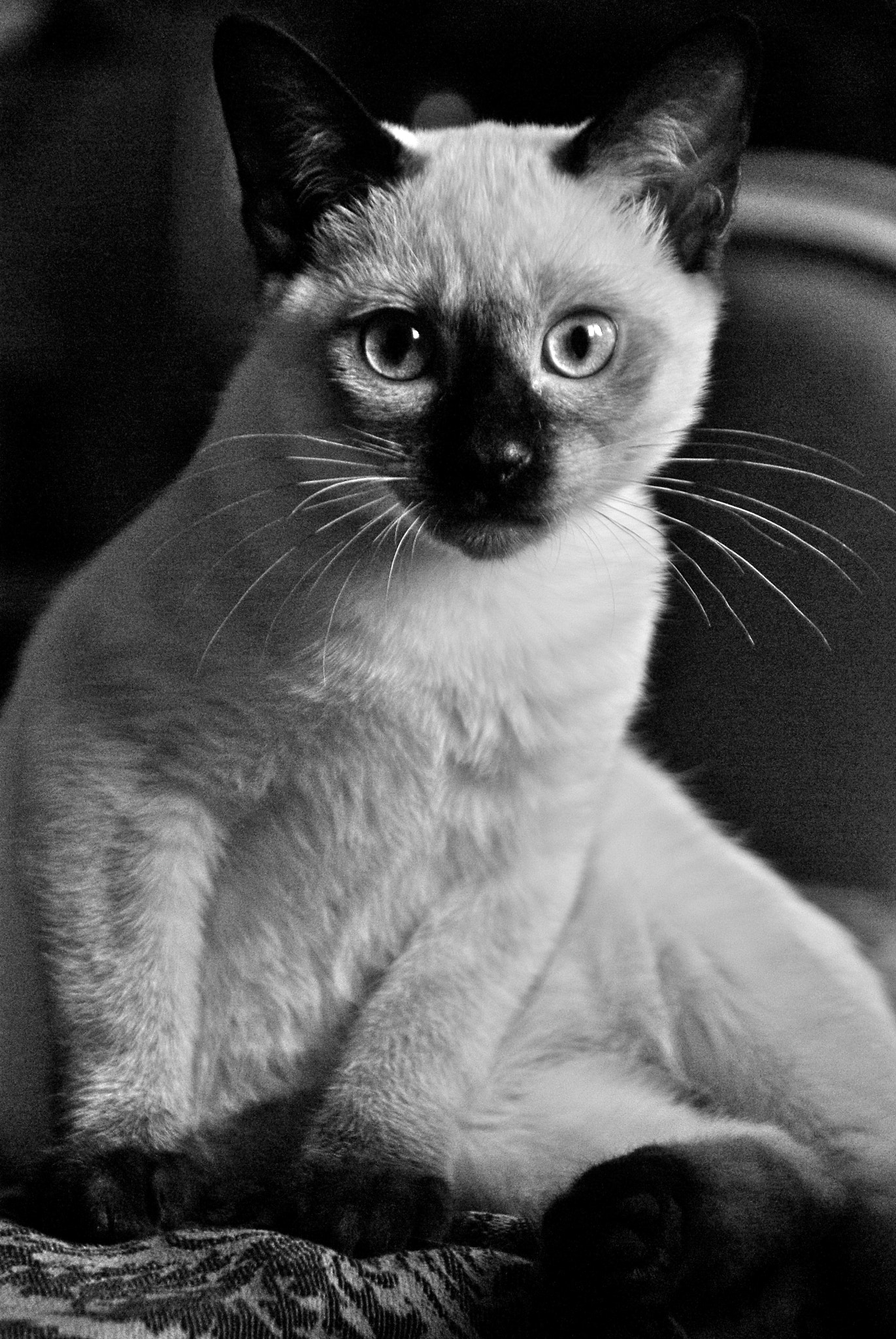 Pentax K10D sample photo. Take a pose photography