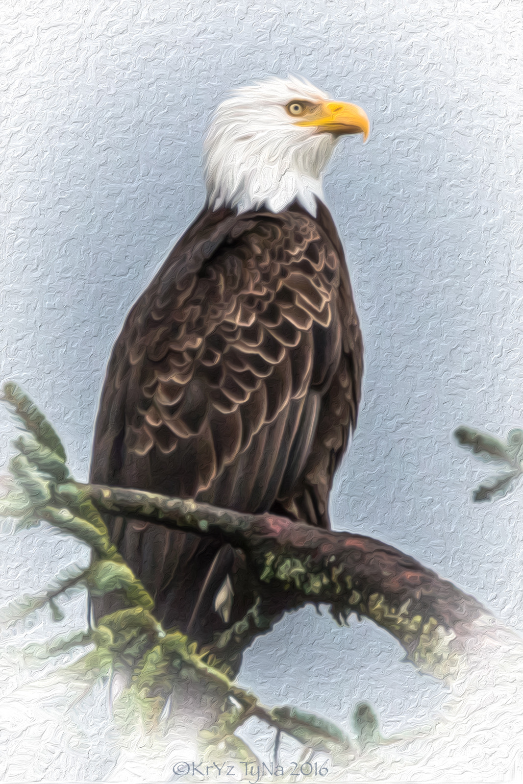 150-600mm F5-6.3 DG OS HSM | Contemporary 015 sample photo. Bald eagle art photography