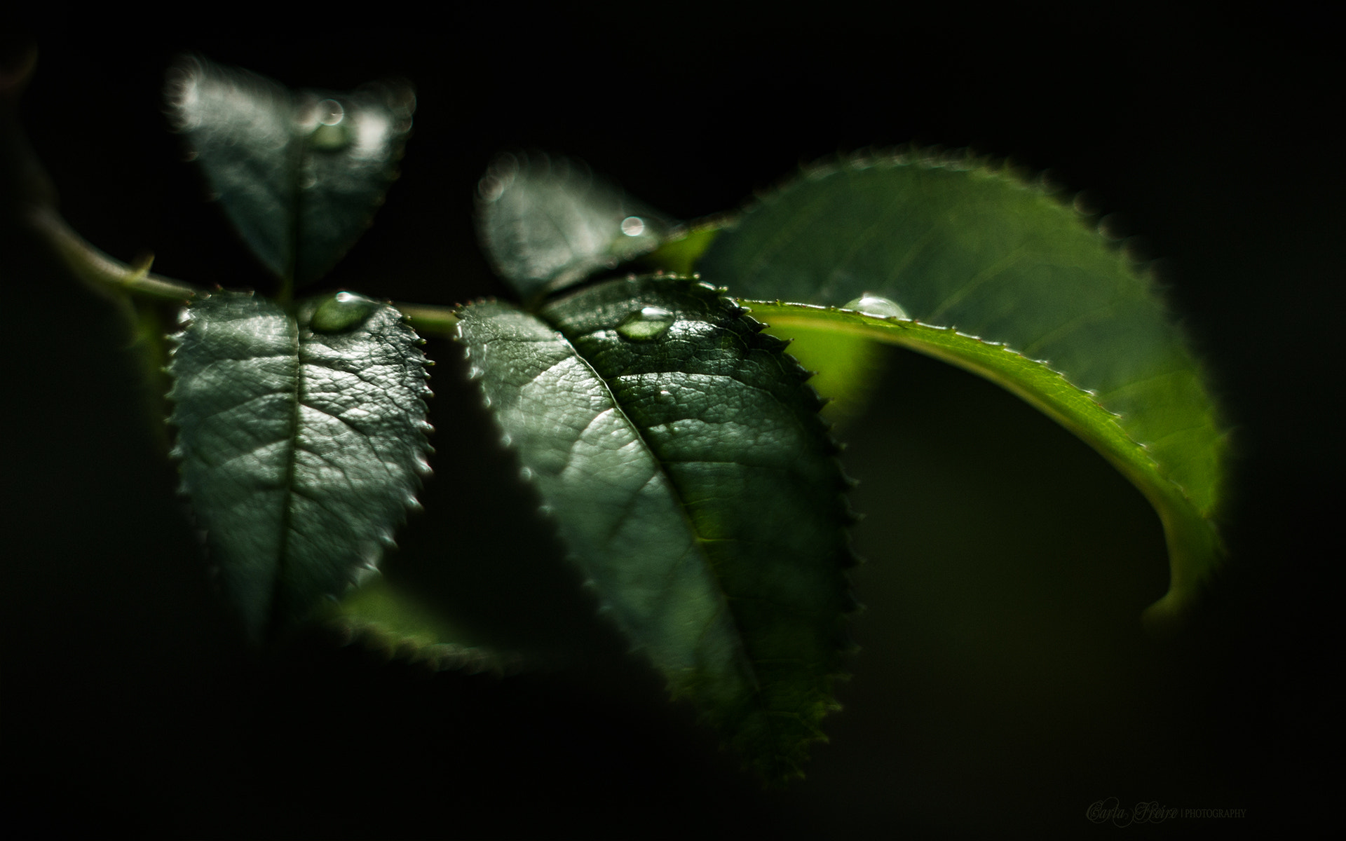 Canon EF 35-80mm f/4-5.6 sample photo. Droplets photography