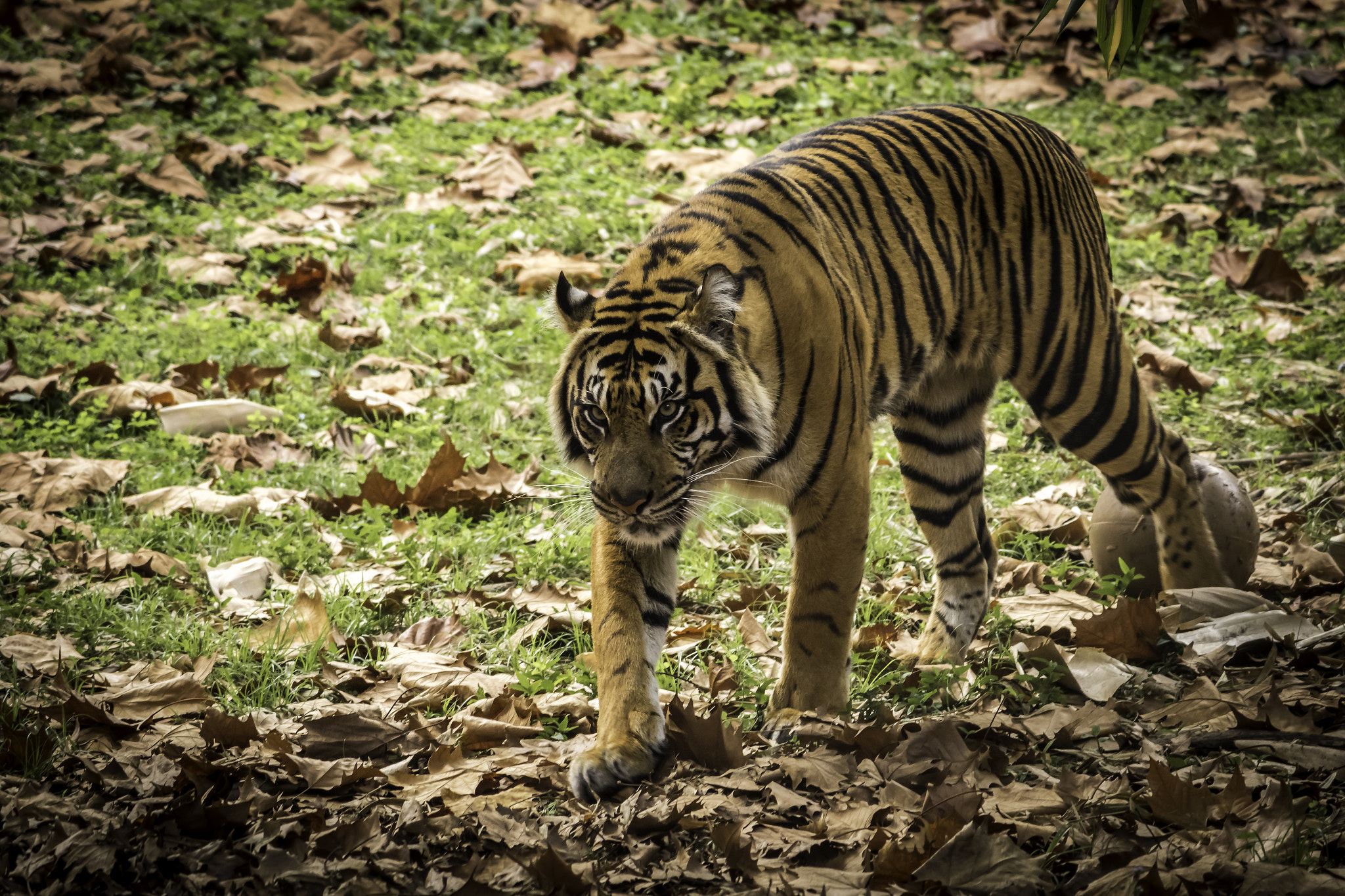 Canon EF-S 55-250mm F4-5.6 IS II sample photo. The tigress photography