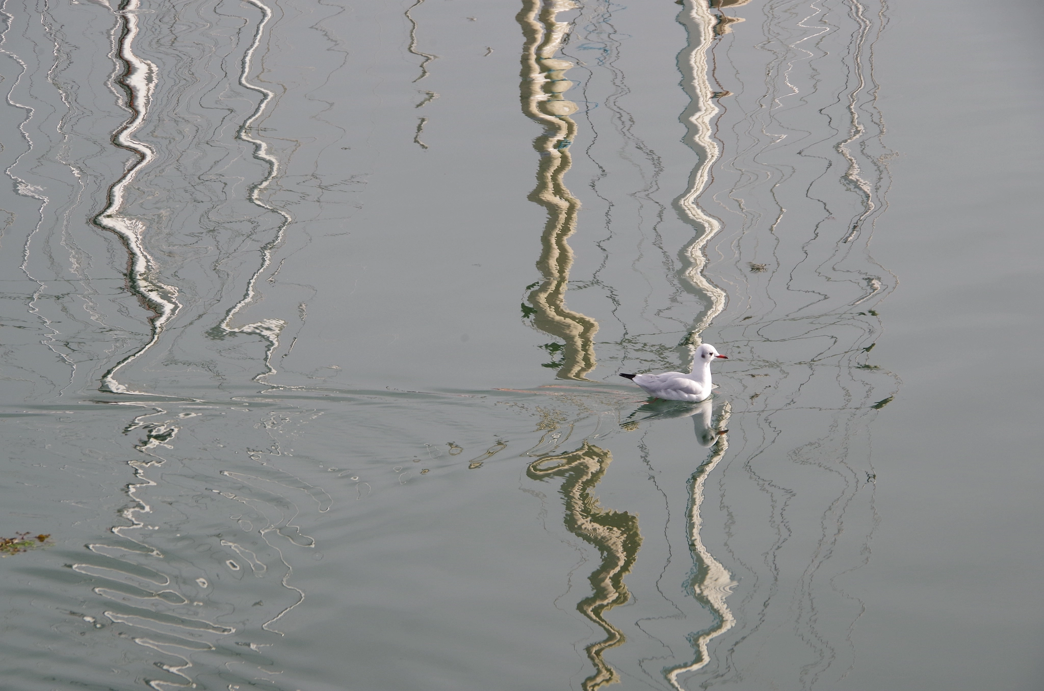 Pentax K-50 sample photo. Perros photography