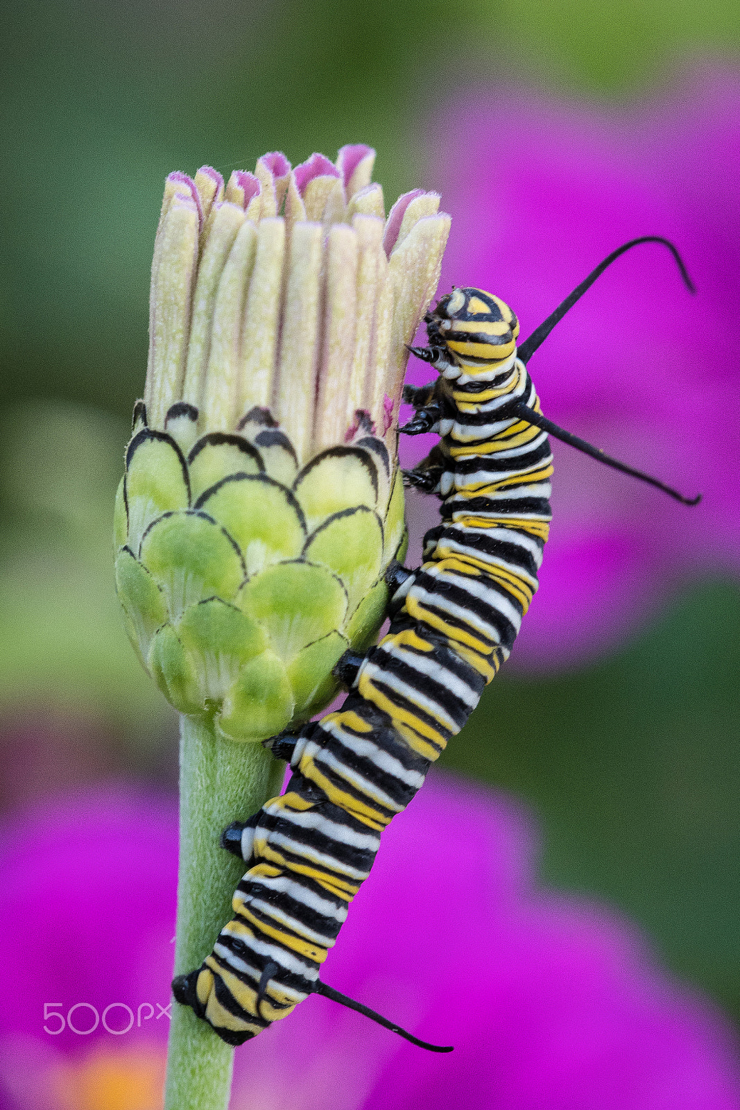 Nikon AF-S DX Micro-Nikkor 85mm F3.5G ED VR sample photo. Monarch caterpiller photography