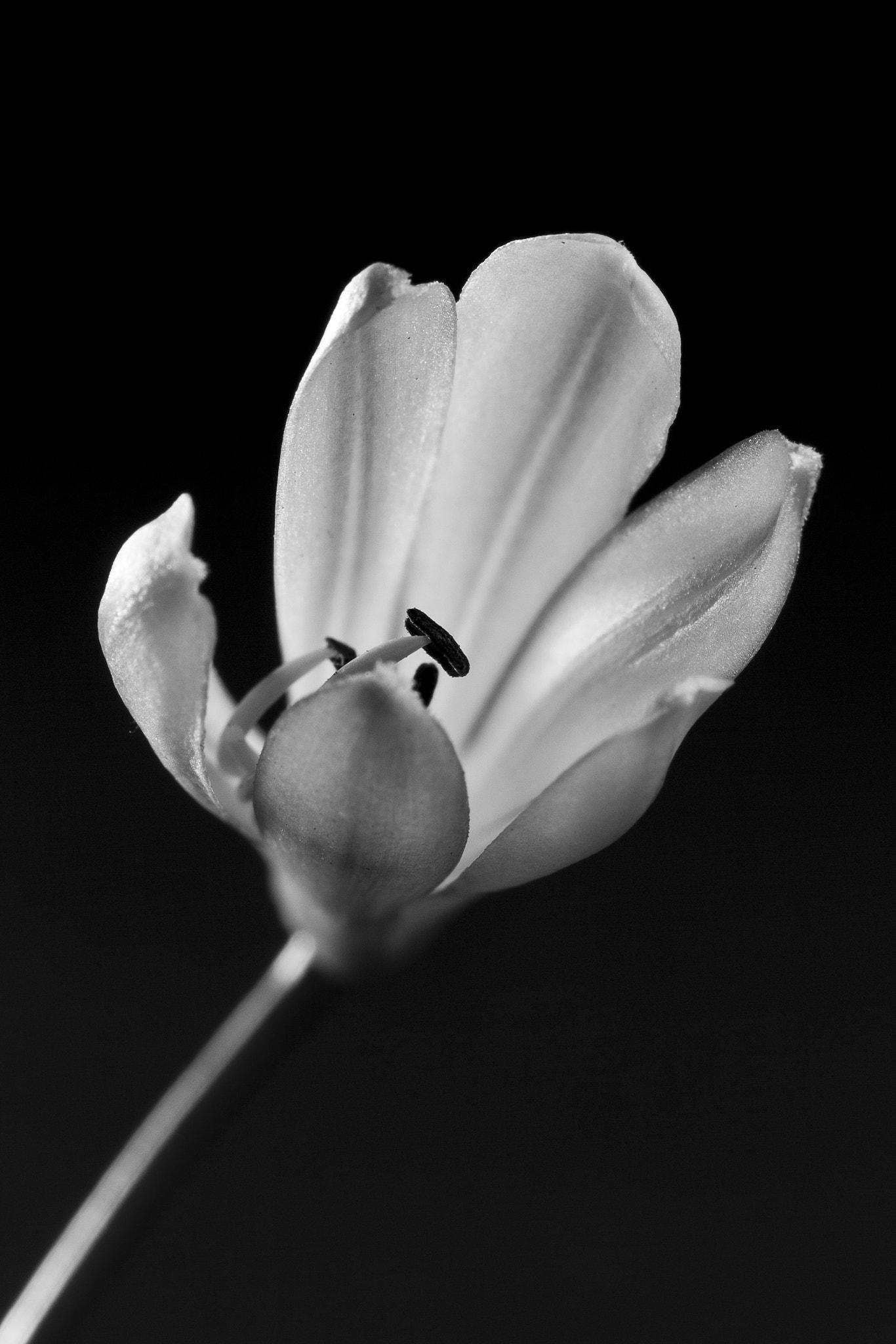 Canon EF 100mm F2.8 Macro USM sample photo