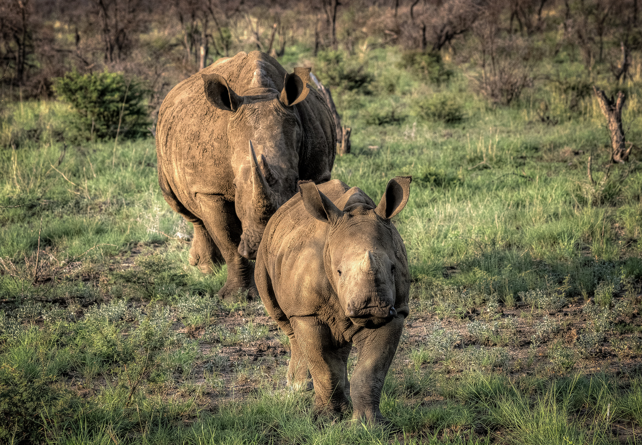 Sigma 70-300mm F4-5.6 APO DG Macro sample photo. Rhinos coming photography