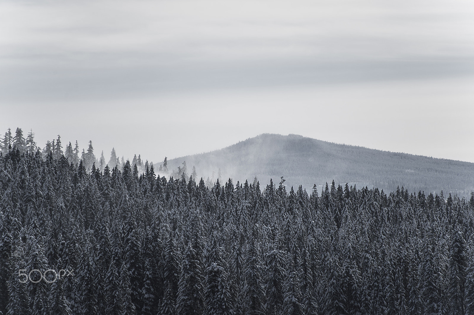 Nikon Df sample photo. Foggy tree tops photography