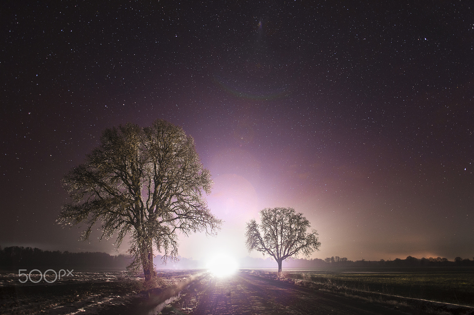 Nikon Df sample photo. Frozen cold trees photography