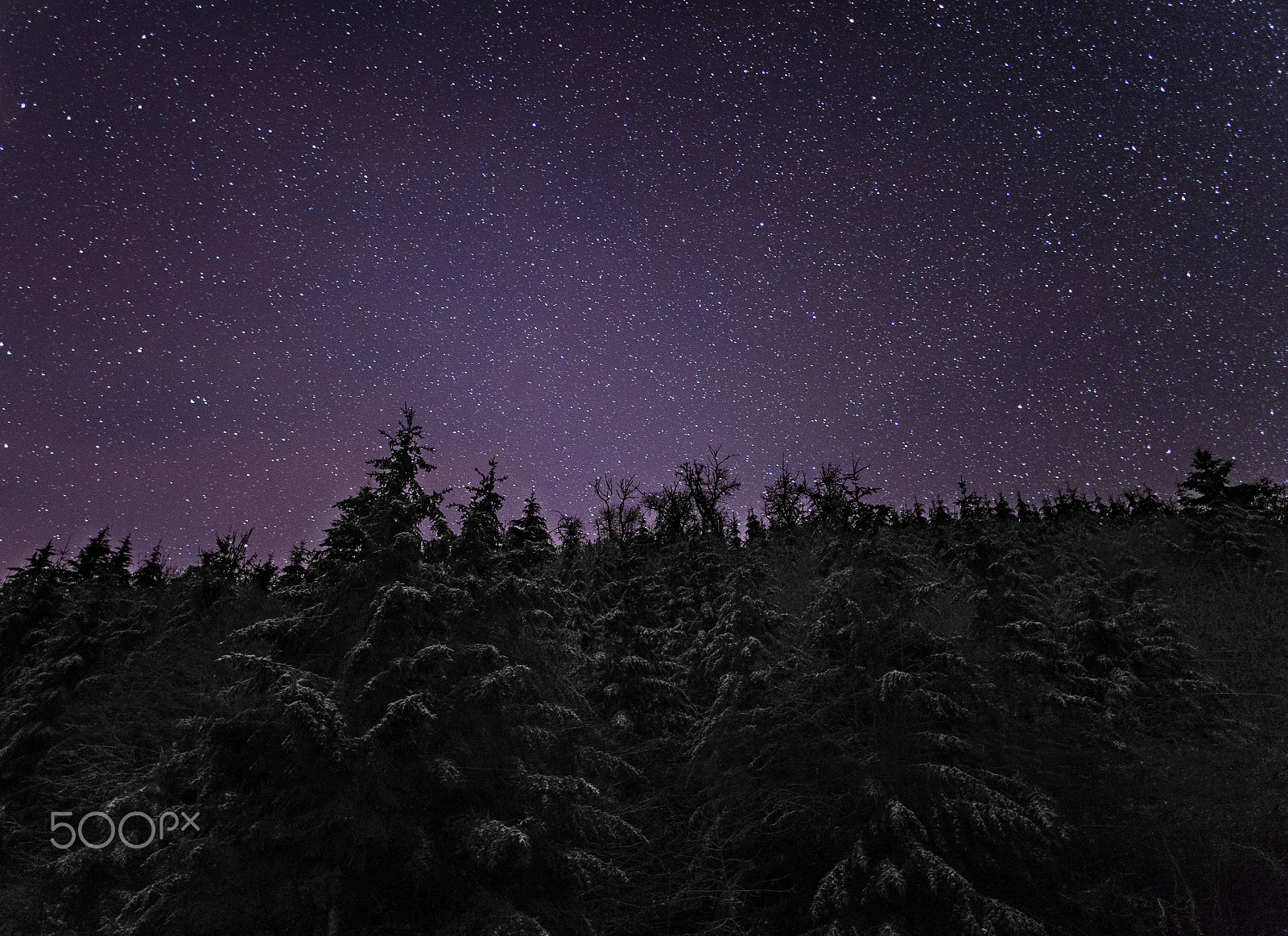 Nikon Df + Nikon AF-S Nikkor 20mm F1.8G ED sample photo. Desolate forest photography