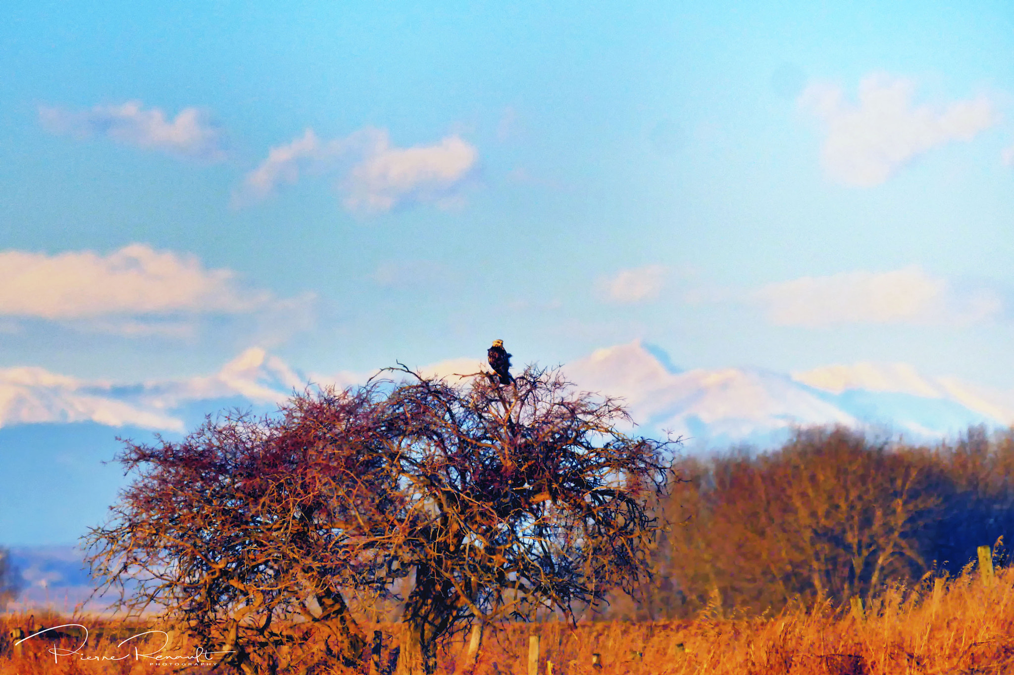 Panasonic Lumix DMC-GH4 + LEICA DG 100-400/F4.0-6.3 sample photo. Overlooking his domain photography