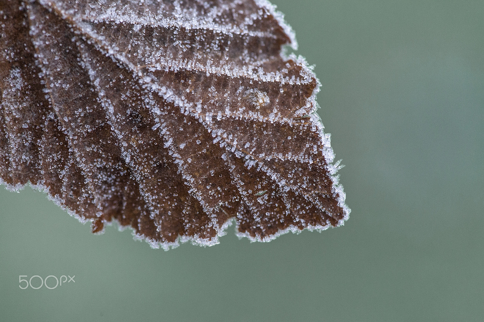 Nikon Df sample photo. Frosted leaf photography