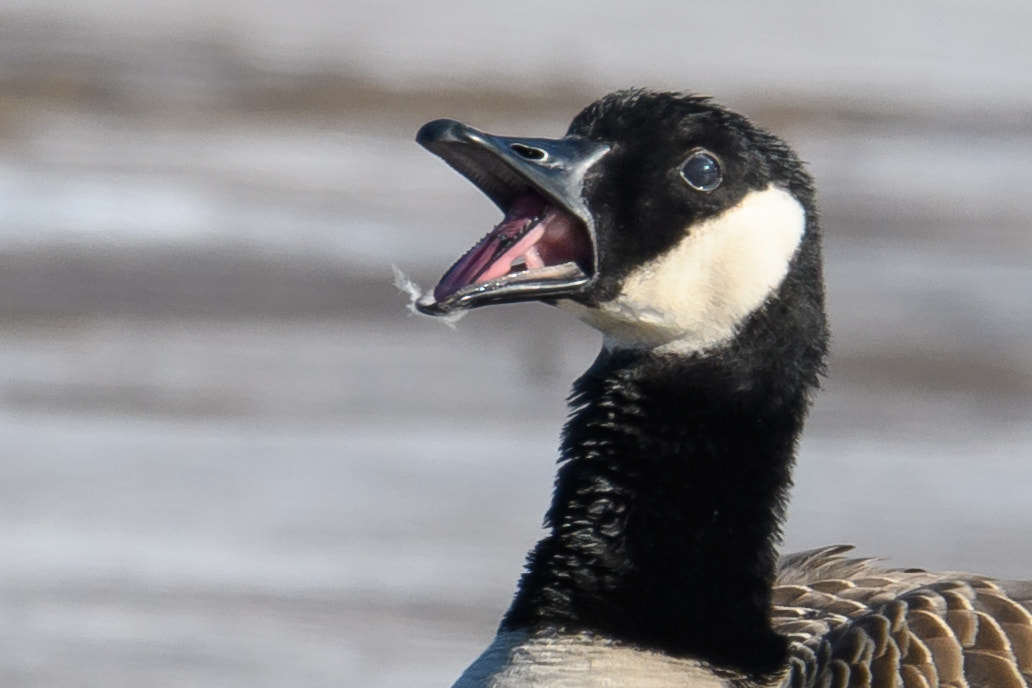 Nikon D500 + Sigma 50mm F2.8 EX DG Macro sample photo. The tired goose photography