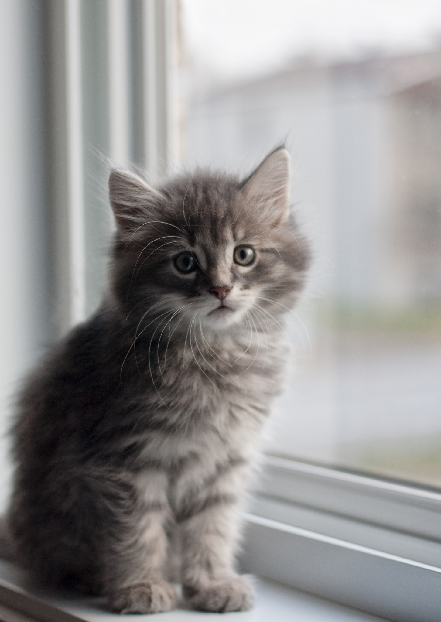 Canon EOS 1000D (EOS Digital Rebel XS / EOS Kiss F) sample photo. Kitten photography