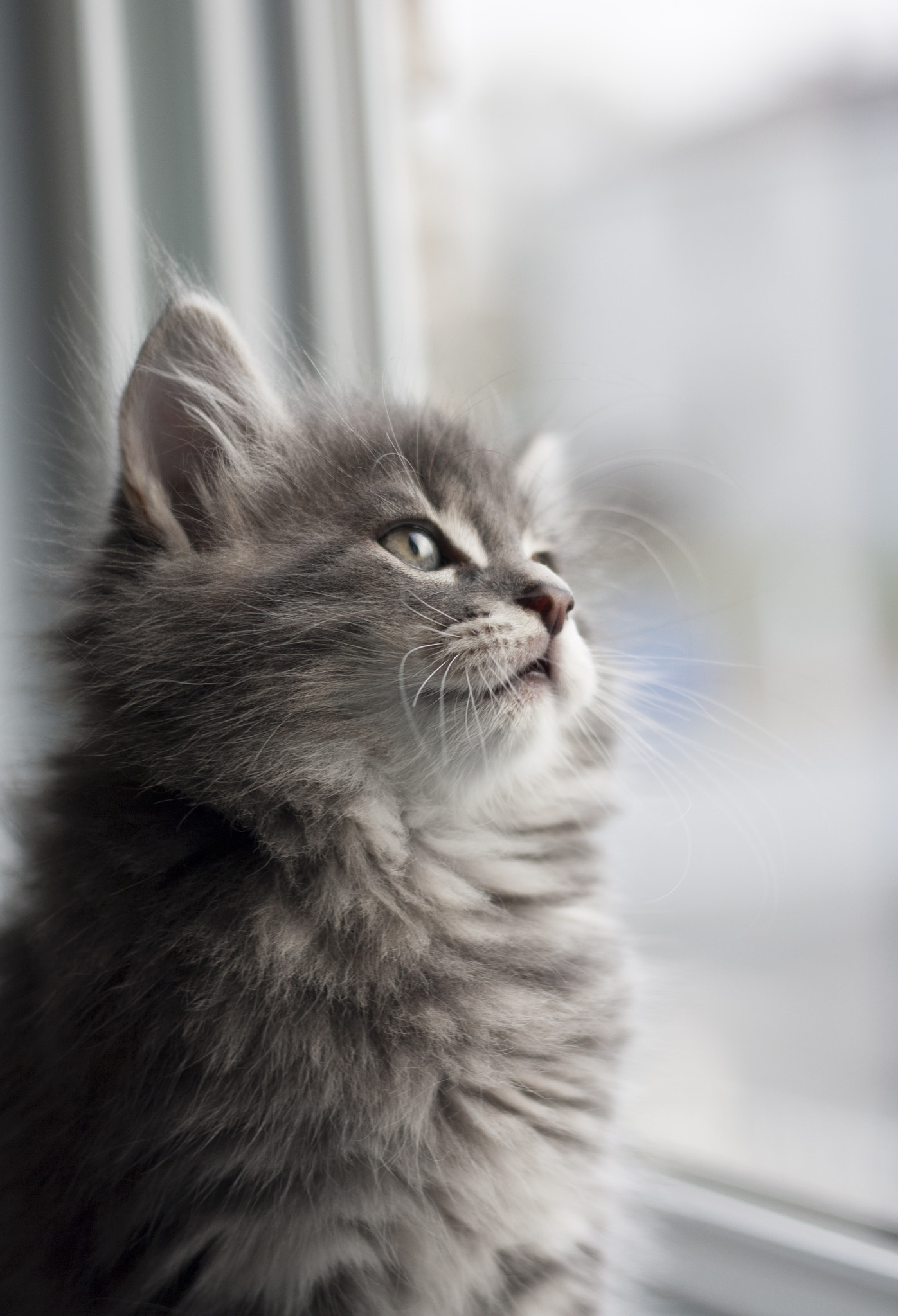 Canon EOS 1000D (EOS Digital Rebel XS / EOS Kiss F) sample photo. Kitten photography