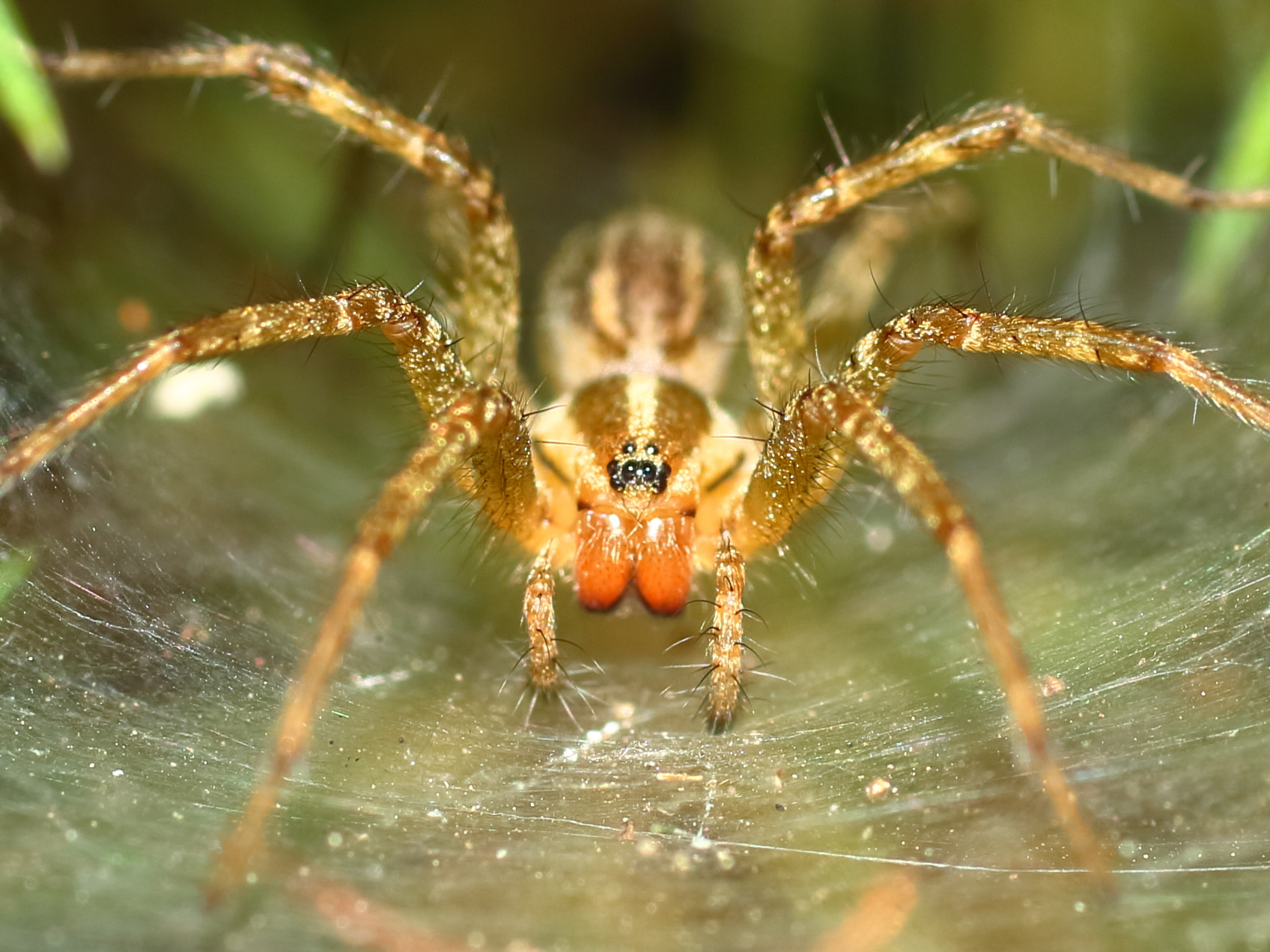 Canon EF 50mm F2.5 Macro sample photo. Spider photography