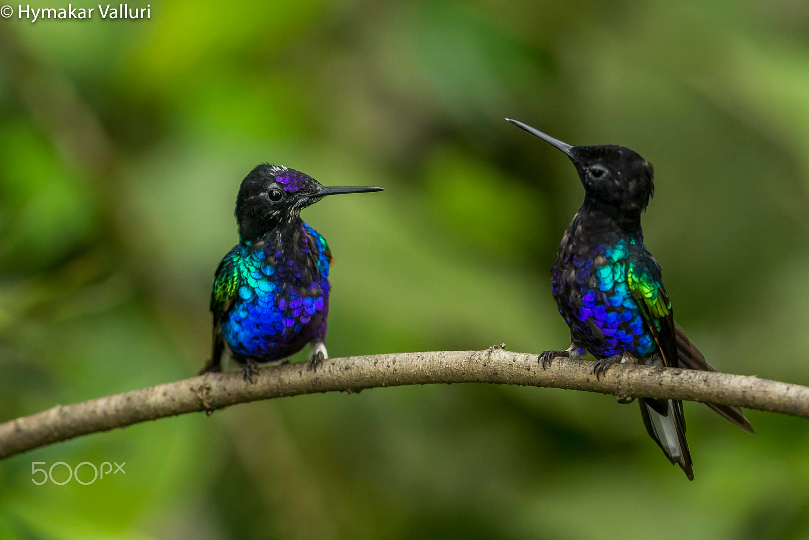 Canon EF 500mm F4L IS II USM sample photo. Velvet - purple coronets photography
