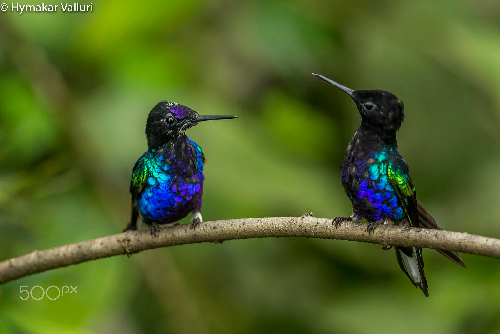 Canon EOS-1D X + Canon EF 500mm F4L IS II USM sample photo. Velvet - purple coronets photography