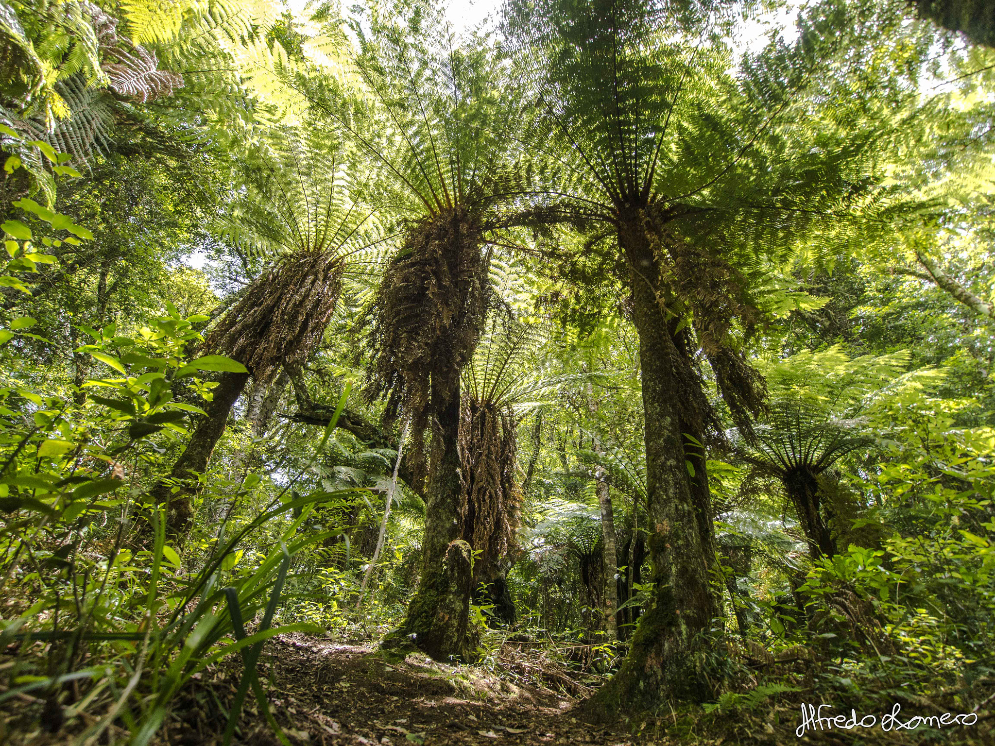 Panasonic Lumix DMC-G5 + OLYMPUS M.9-18mm F4.0-5.6 sample photo. Giant ferns photography