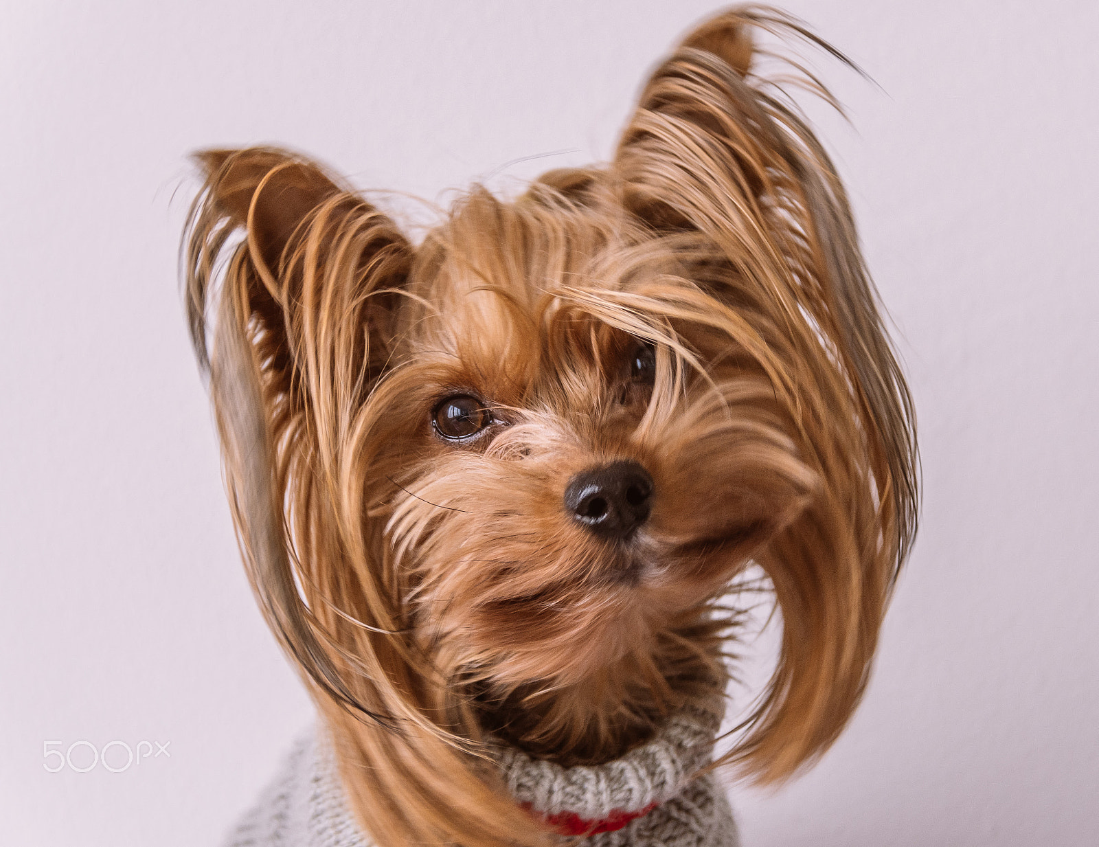 Nikon D500 sample photo. Yorkshire terrier looking at the camera photography