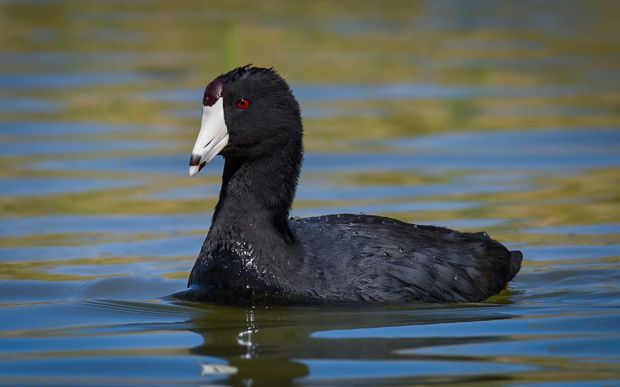 Nikon AF-S Nikkor 300mm F2.8G ED-IF VR sample photo. American coot photography