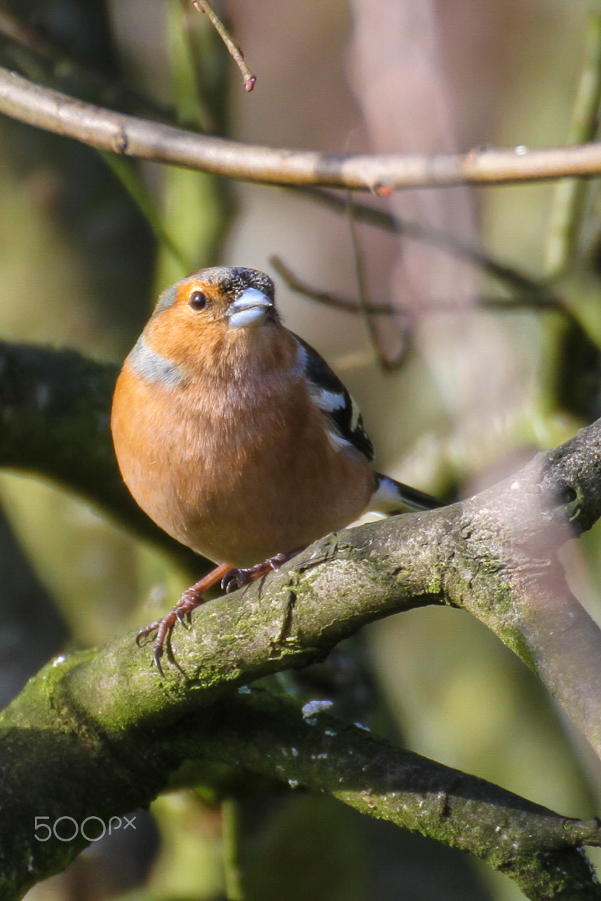 Canon EOS 7D sample photo. Stonechat photography